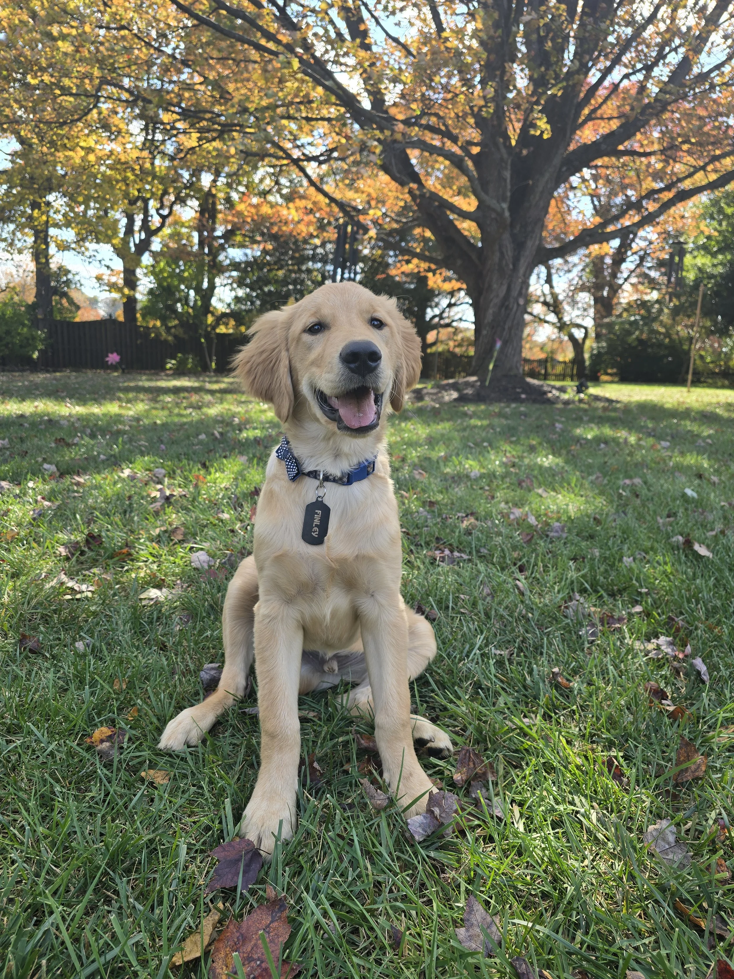 🐶 Puppy Love Session | 30 minutes