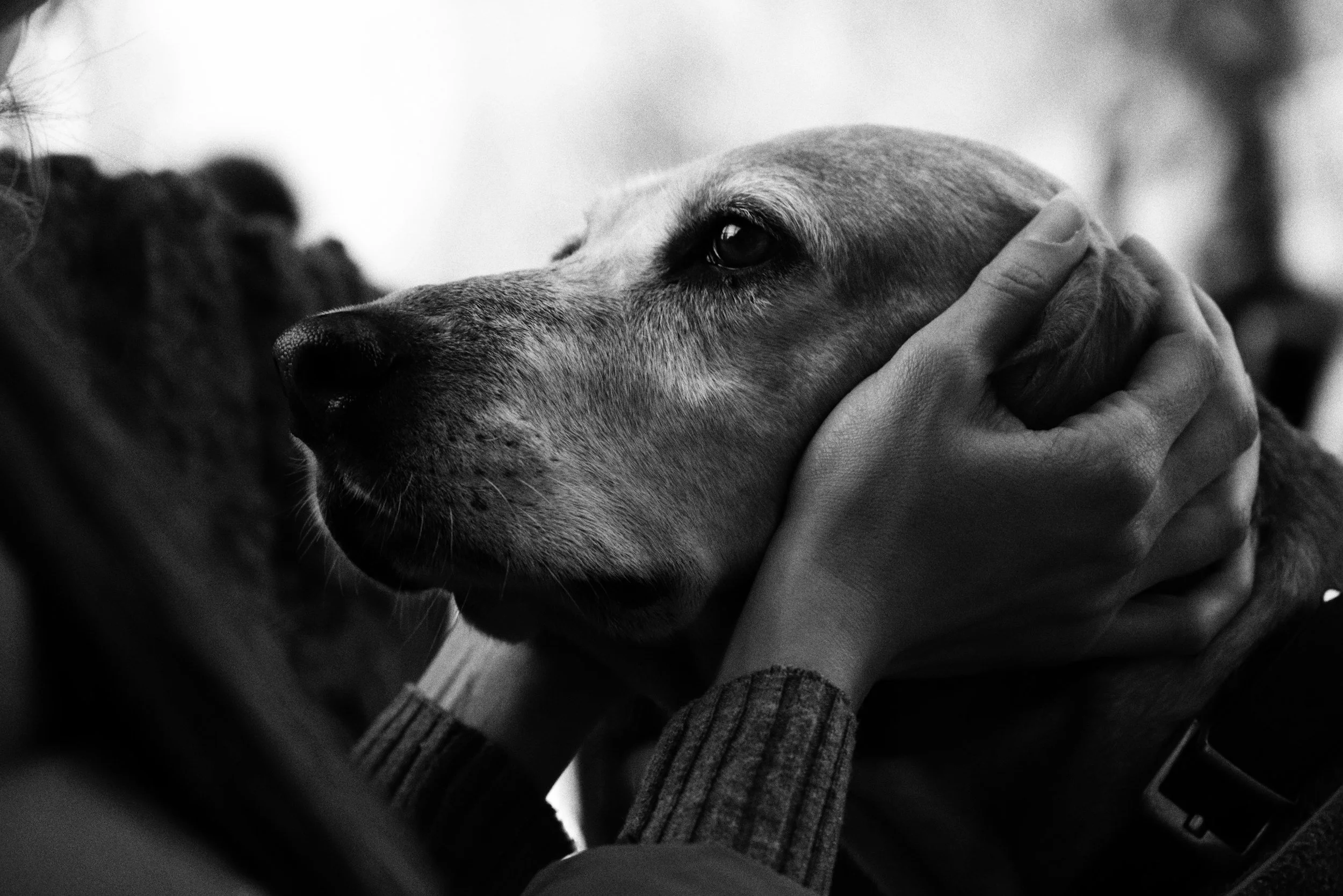 A person gently holding a dog's face, showing affection in a close-up black and white photo.