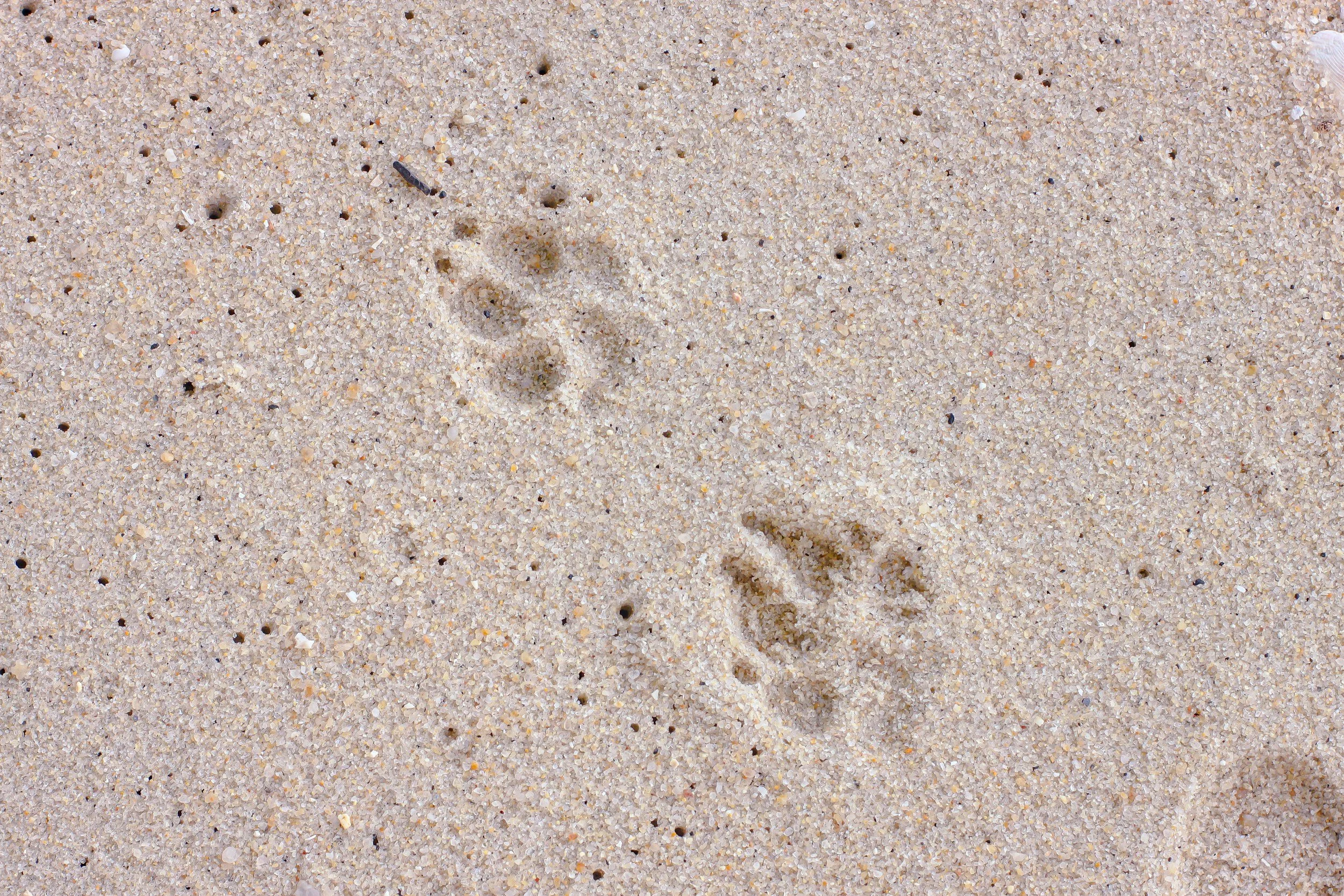 Two sets of animal paw prints in the sand, one lighter and one darker