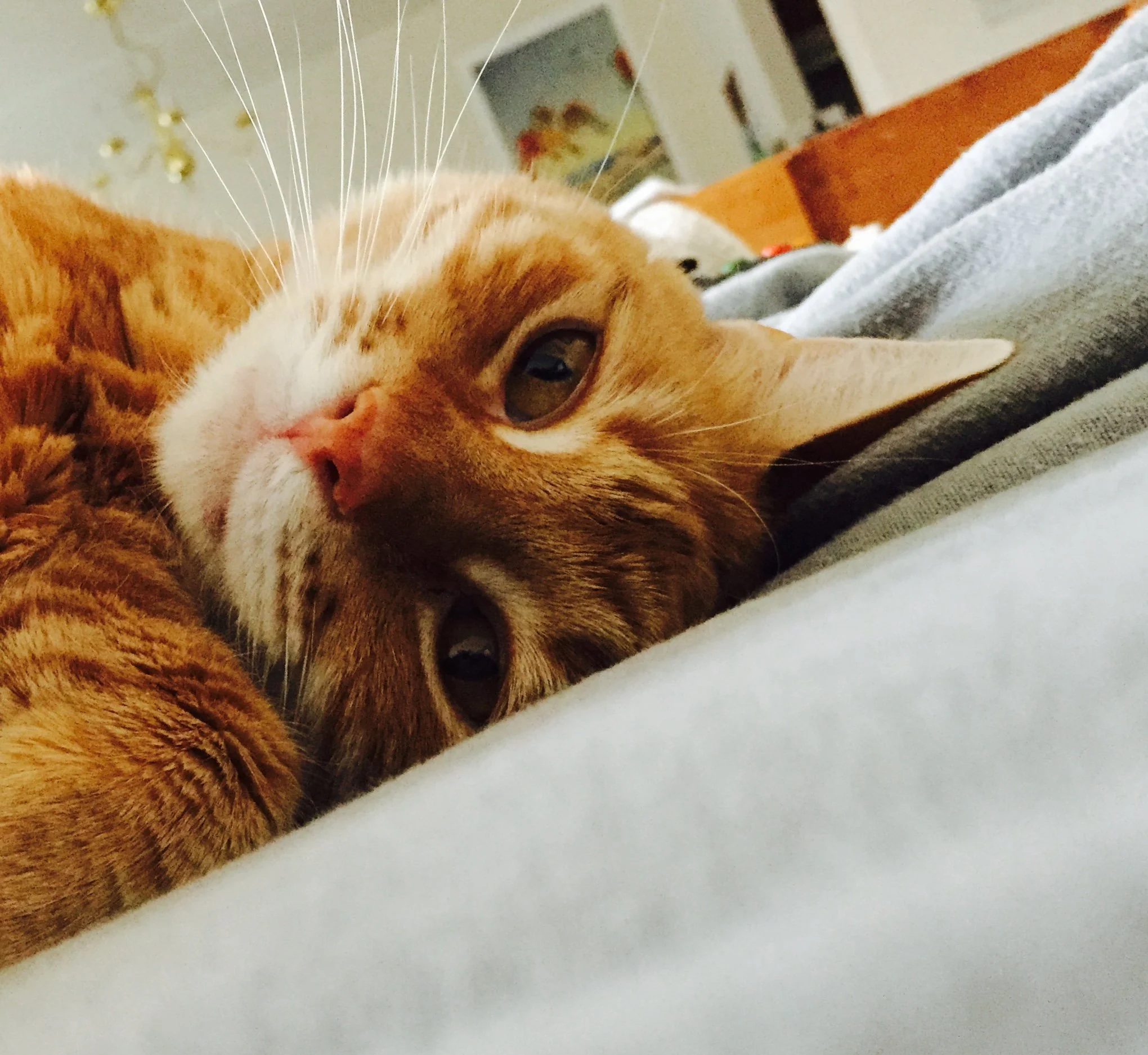 Close-up of an orange tabby cat with white markings lying down on a light-colored surface.
