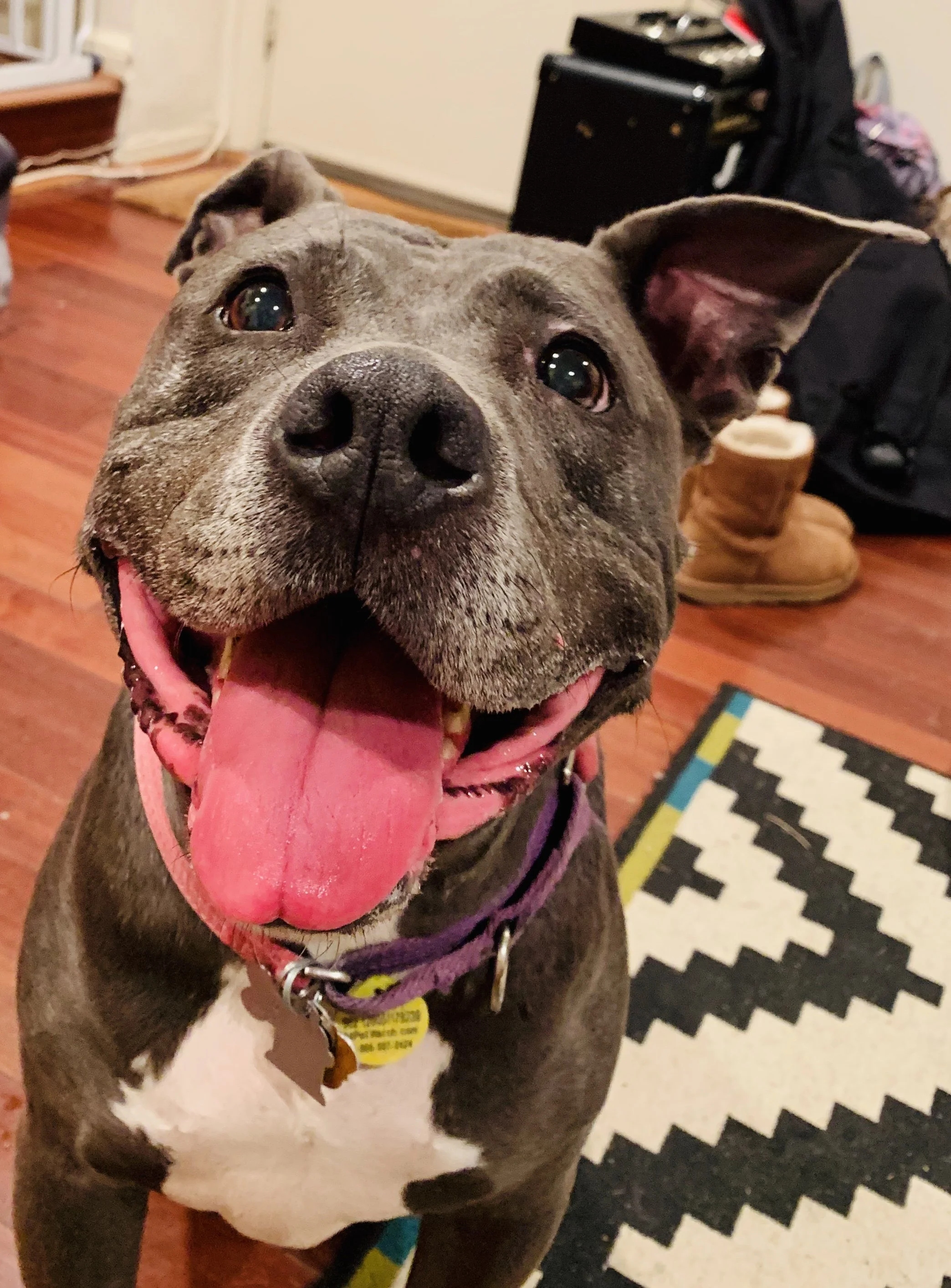 A happy gray and white dog with its mouth open and tongue out indoors on a wooden floor, with a black and white patterned rug nearby.