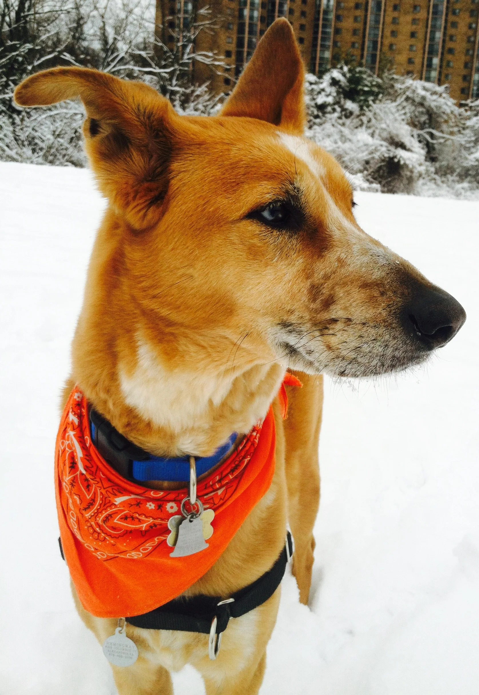 A tan dog with a black nose wearing an orange bandana and a blue collar in a snowy park with trees and tall buildings in the background.