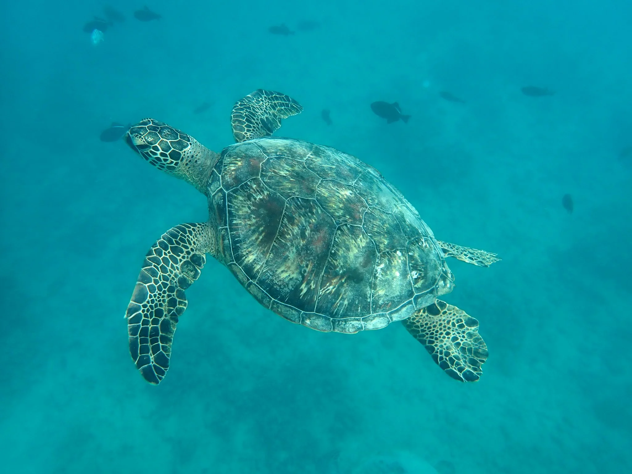 L’inspiration de Bertha cherche ses oeufs