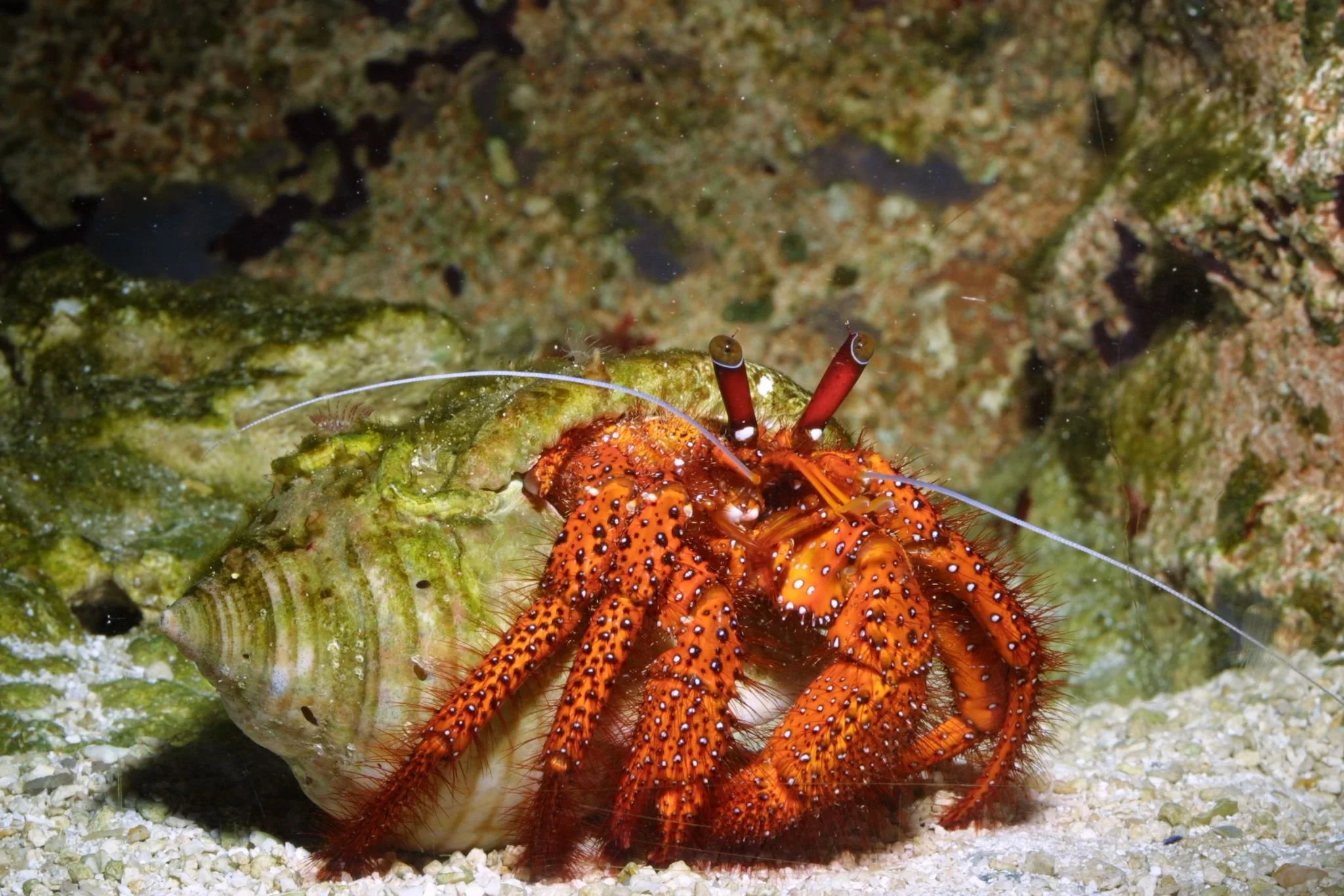 Une petite surprise au creux d’un coquillage: Dany!