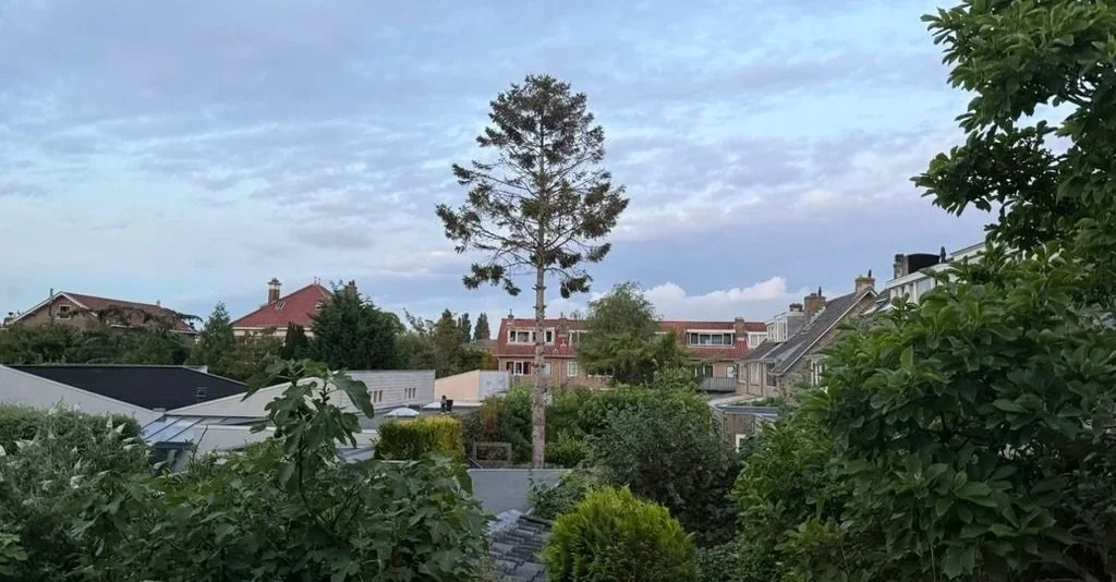 Vue d'un jardin résidentiel avec des arbres et des maisons en arrière-plan, ciel nuageux.
