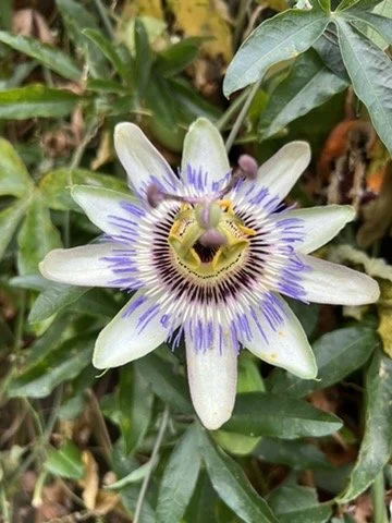 Fleur de passiflore avec un bourdon dessus, entourée de feuilles vertes.