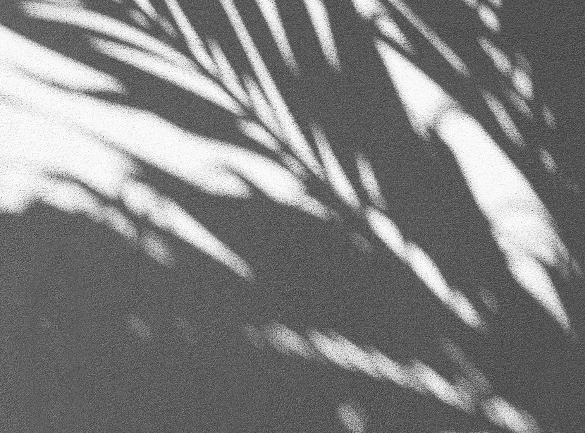 Calming natural shadows representing a grounded therapy space and nervous system focused healing at She Rises Therapy.