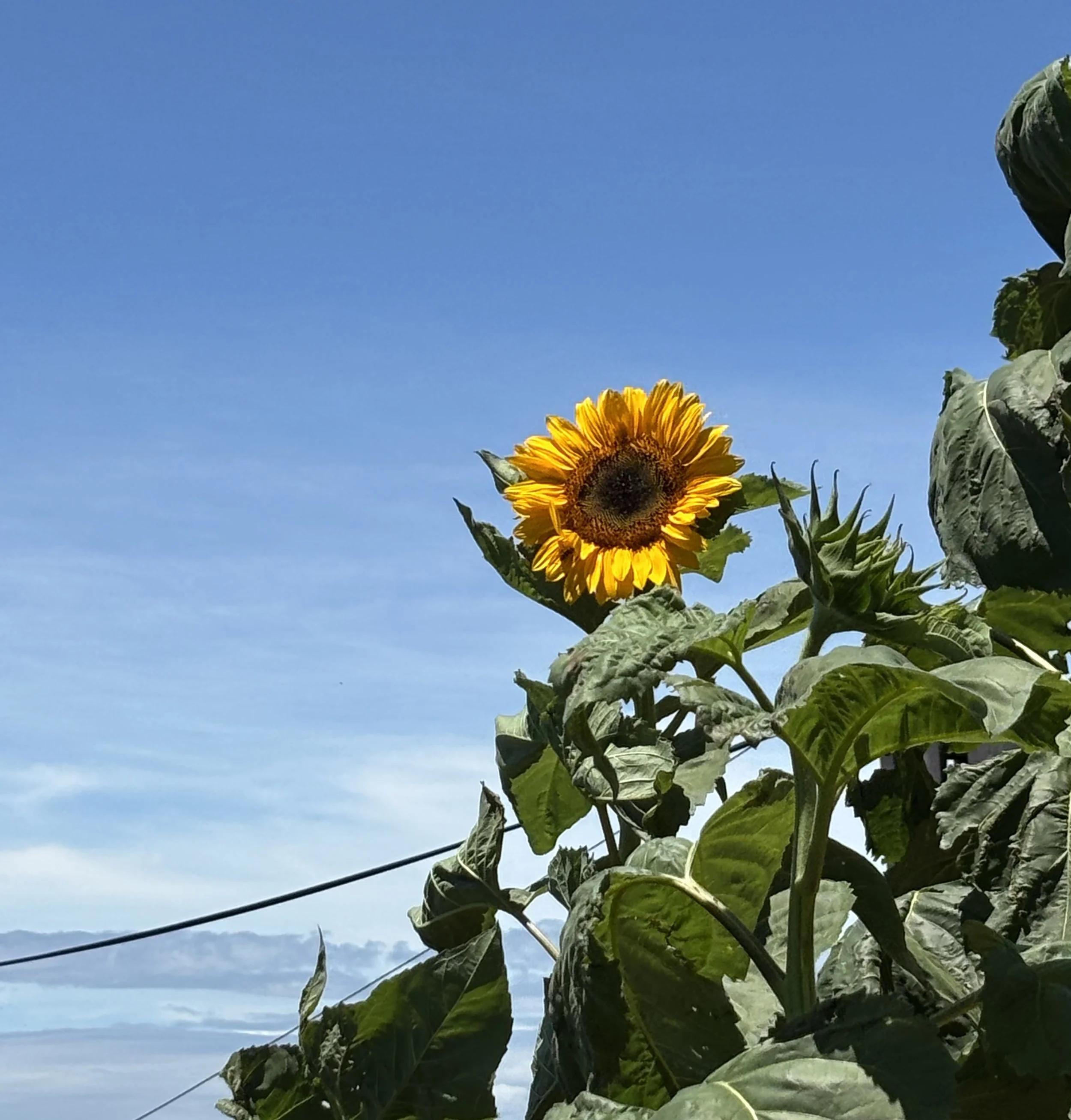 Entry 2: Sunflowers