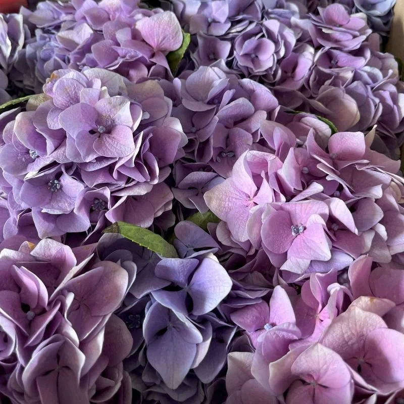 Entry 3: Hydrangea