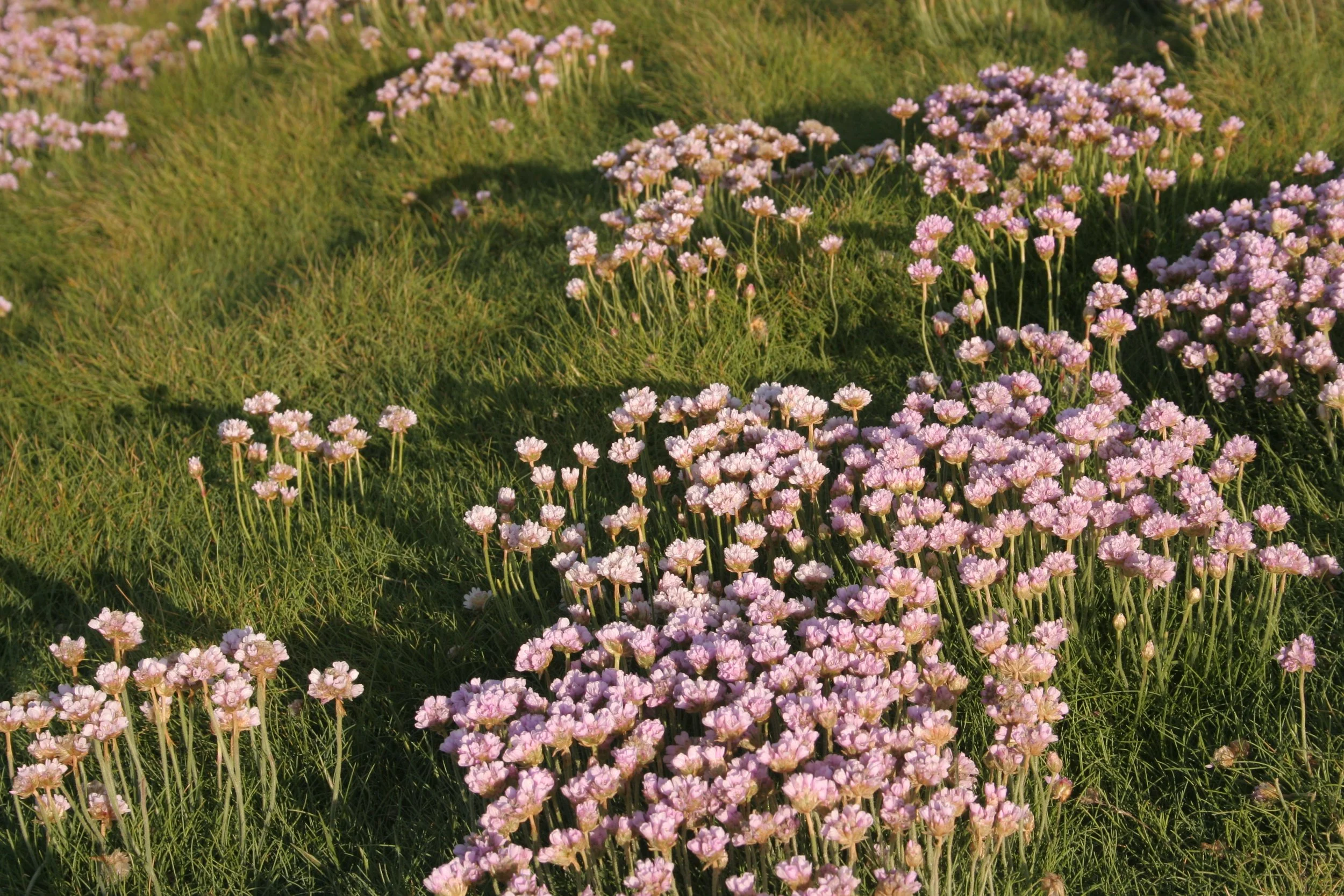 AO9 : le recours de l’Union belliloise devant la justice européenne