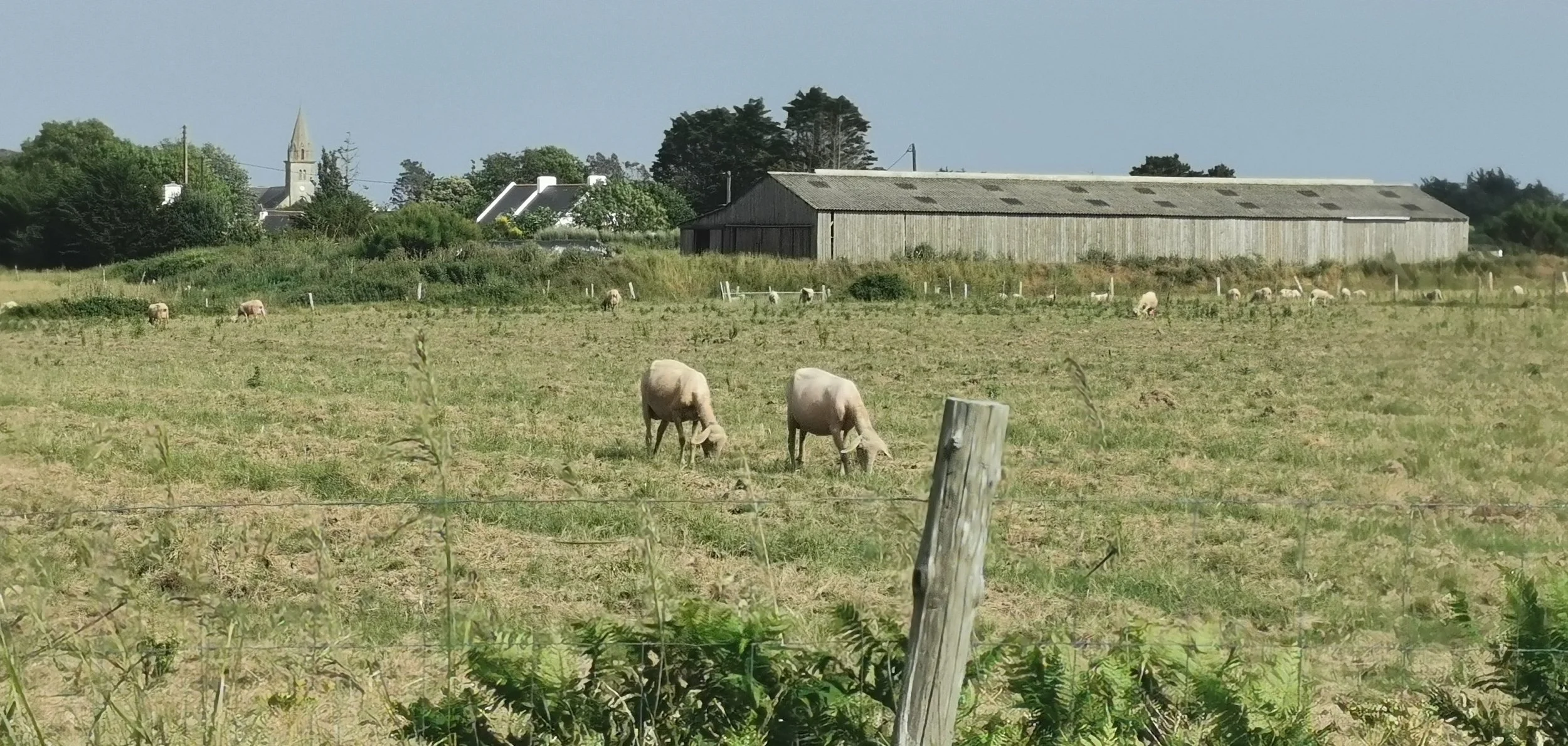 Prairies et brebis à Bangor.