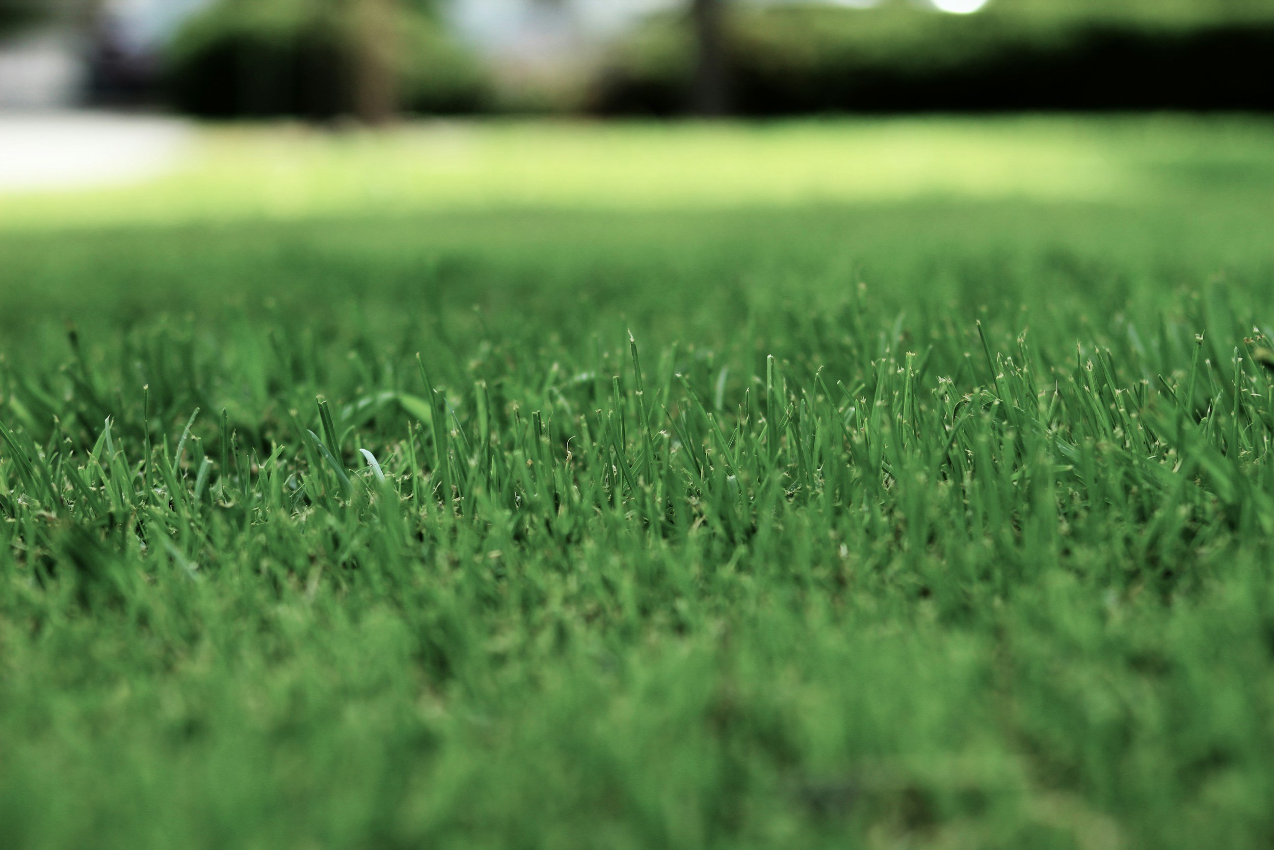 Close-up view of green grass on a lawn with a blurred background.