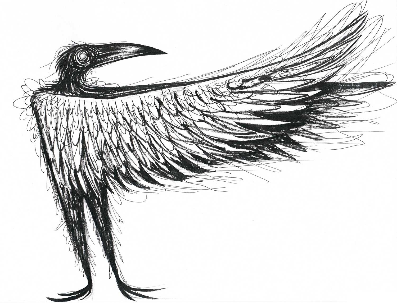 Black and white sketch of a bird with detailed feathers, standing on one leg with its wings partially spread.