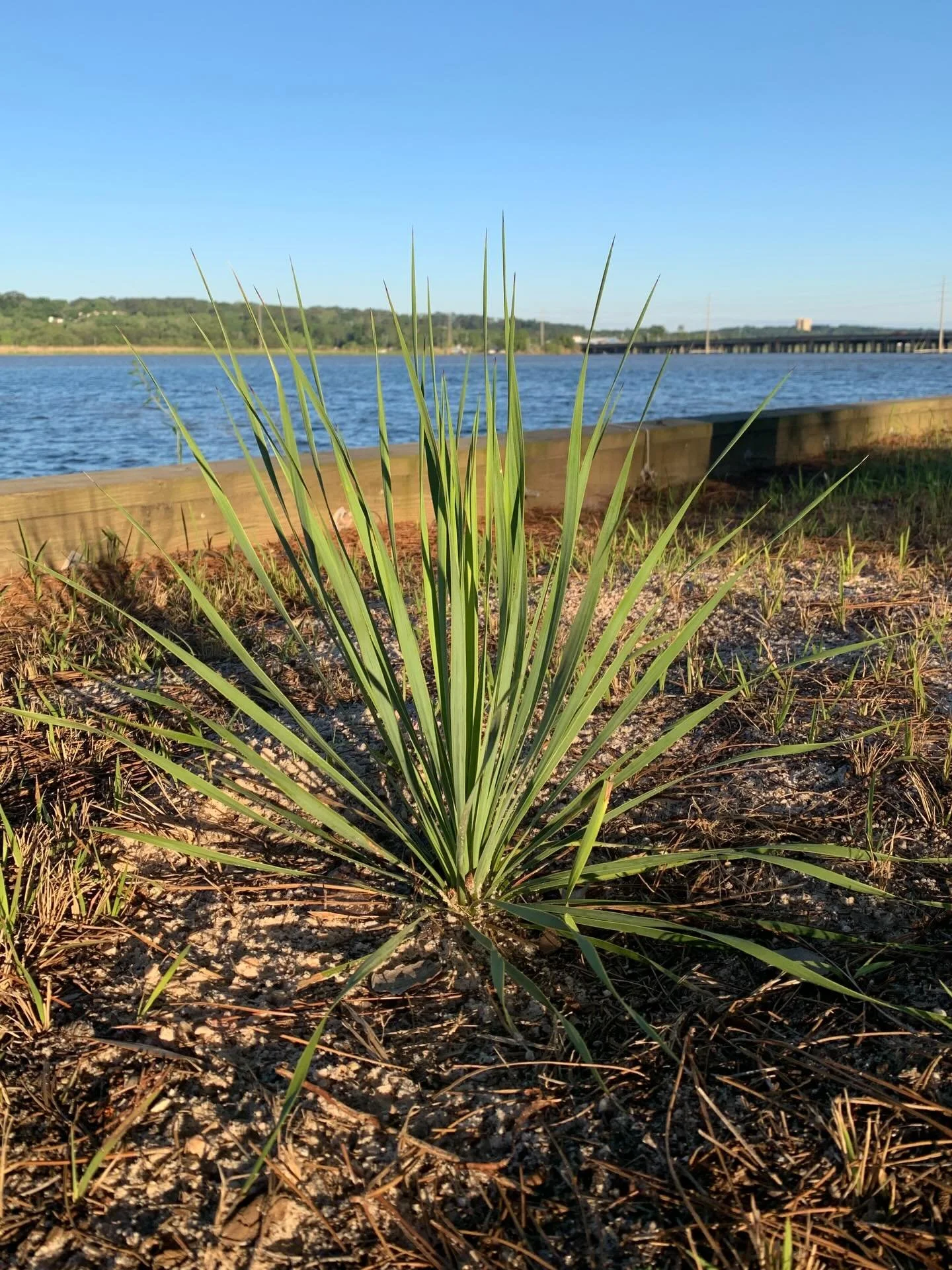 Yucca rostrata &lsquo;Sapphire Skies&rsquo; recently planted in memoriam of a family member, honoring their roots in Mexico and Texas and hearkening back to an old Southern tradition of yuccas being used as grave markers. 

Yucca rostrata is a cold-h