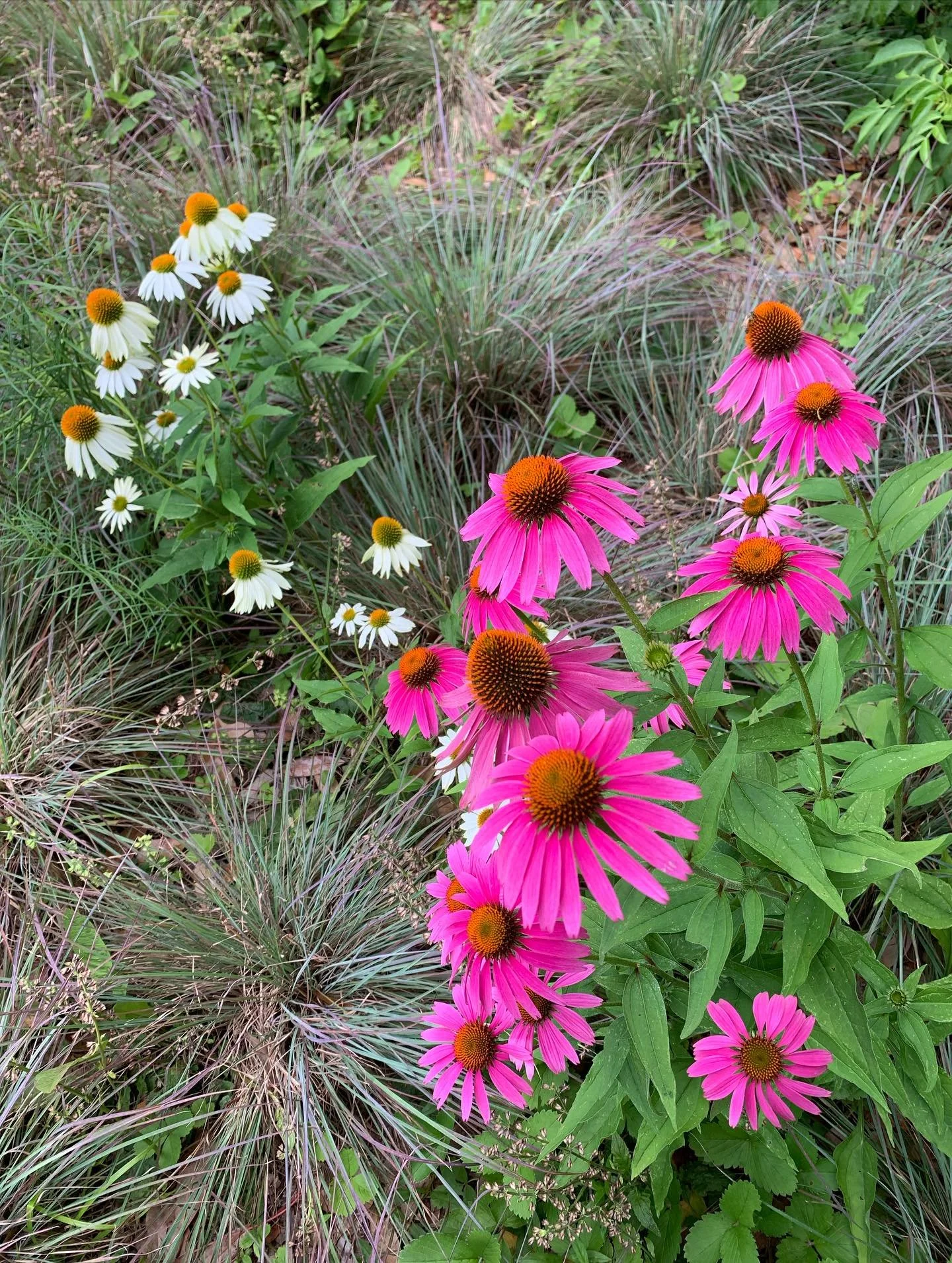 It&rsquo;s a challenging time right now, and that can make it difficult to appreciate the beauty of plants and gardens. That being said, I believe there is something to gardens being refuges of solace. We need to rest, to reset our nervous systems, t