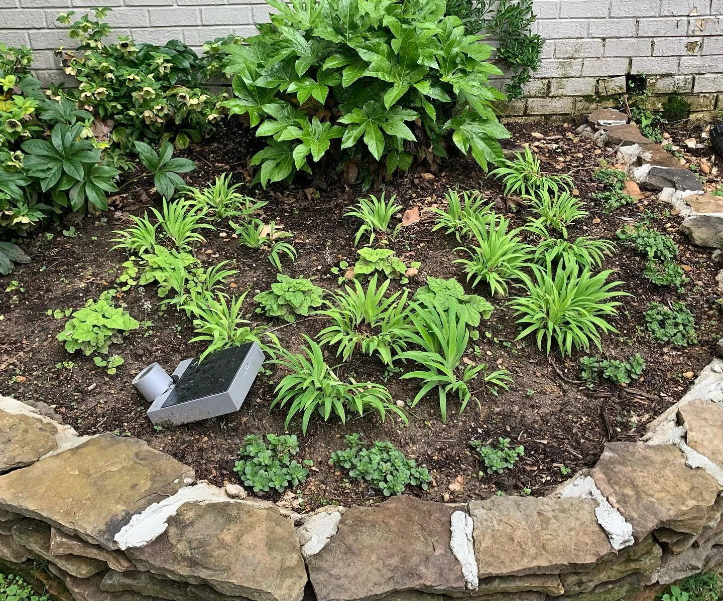 Before and after for a client who needed to reset some beds with a focus on low maintenance plantings. 

The first two posted pictures are from May, and the last two are from the first site visit in September. The main installation happened in Novemb
