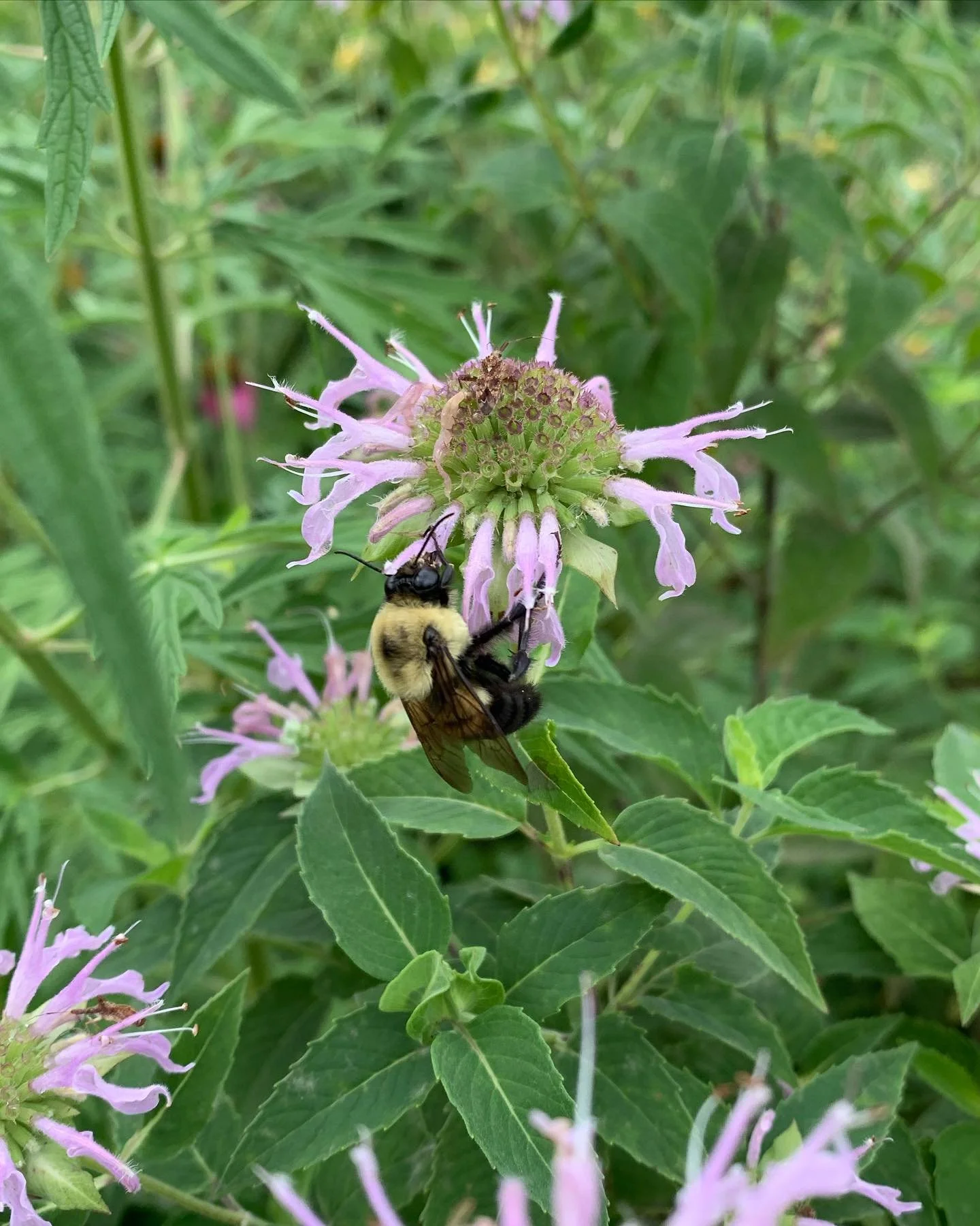 Happy World Bee Day! 

While honey bees play an important role in agriculture, they are not native to North America. We do have around 4,000 species of native bees that need our help though. Native bees have evolved with native plants, so much so tha