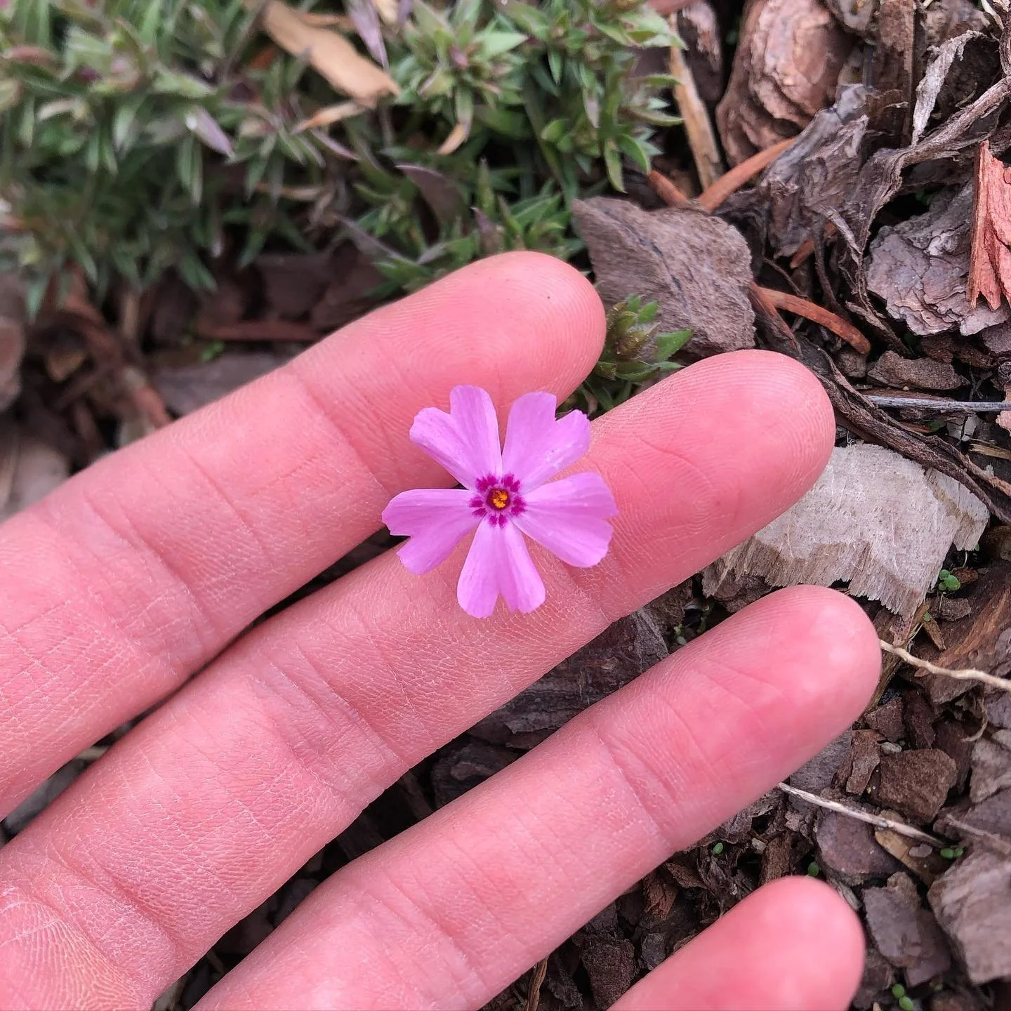 Happy winter solstice. 

May you find rest as we look forward to spring&rsquo;s re-emergence. 

Phlox subulata &lsquo;Fort Hill&rsquo; (Fort Hill moss phlox). 

2.16.24.