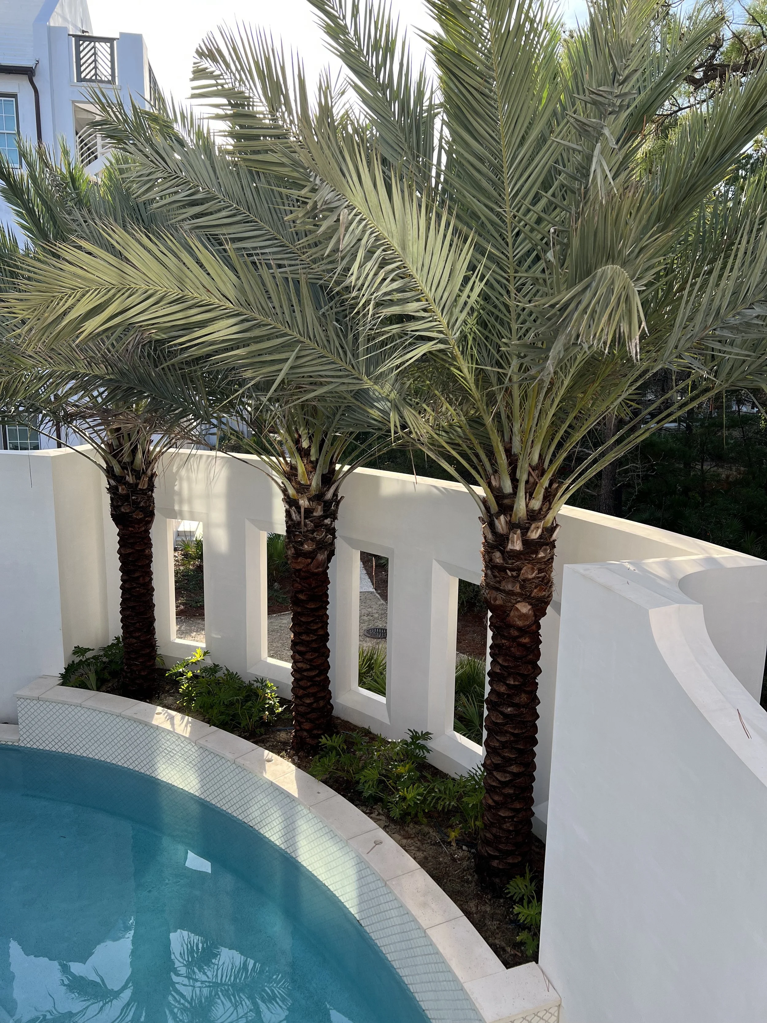Three palm trees beside a swimming pool, with a white decorative wall featuring rectangular openings and surrounding greenery.