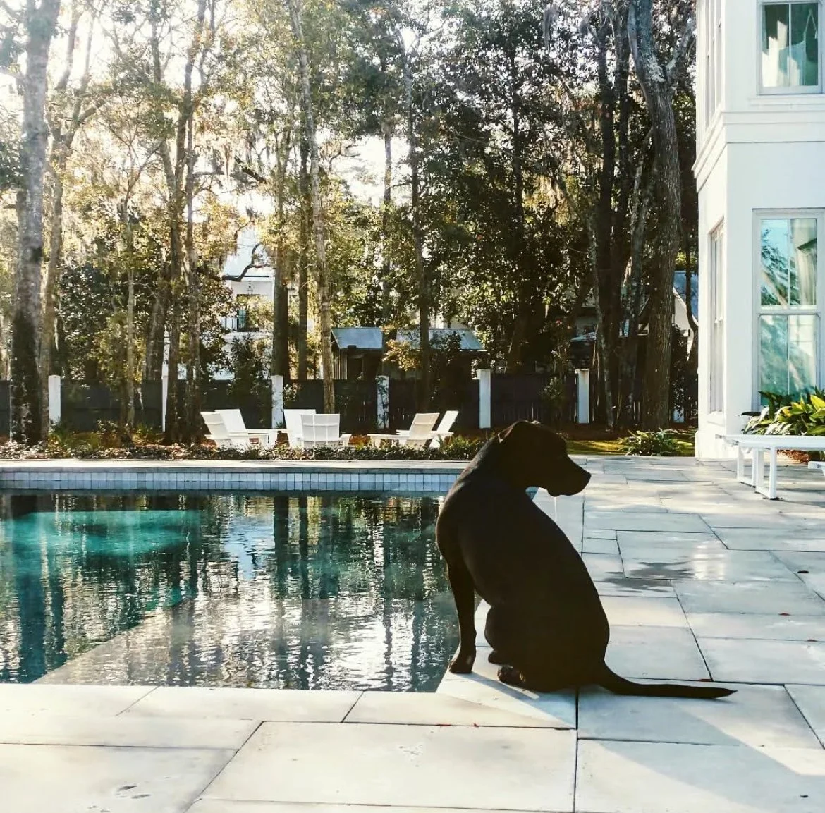 A black dog sitting by a swimming pool in a backyard, with white outdoor chairs and a house with large windows in the background, surrounded by trees.