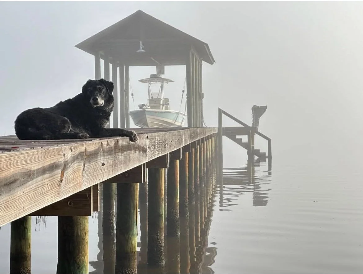 A black dog lying on a wooden dock that extends over calm water with a boat and boat shed in the foggy background.