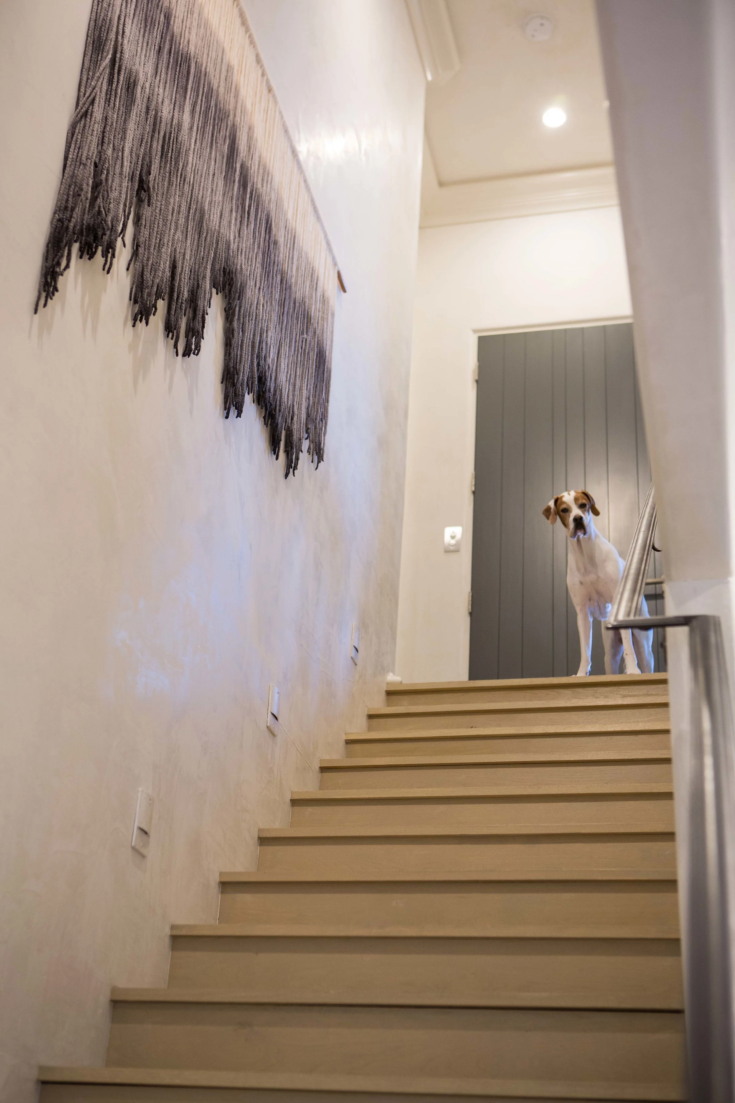 View of a staircase from below, with a dog looking down at the camera at the top of the stairs, next to a gray door in a home interior.