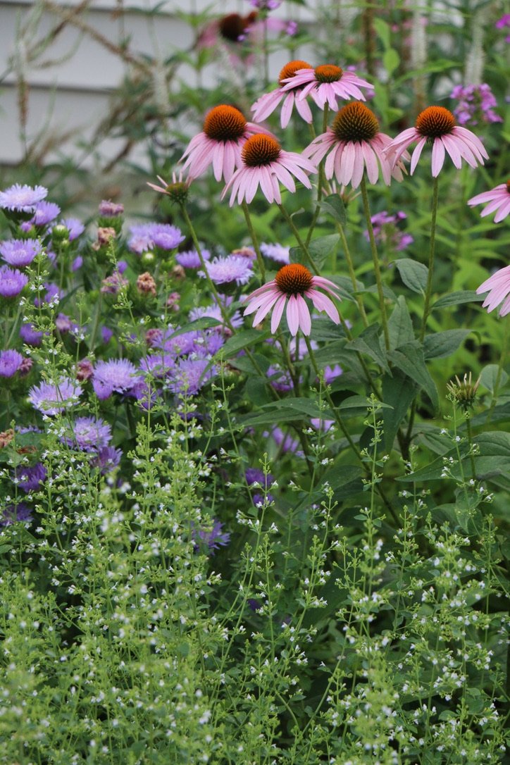 A garden with pink coneflowers and purple asters among green foliage.