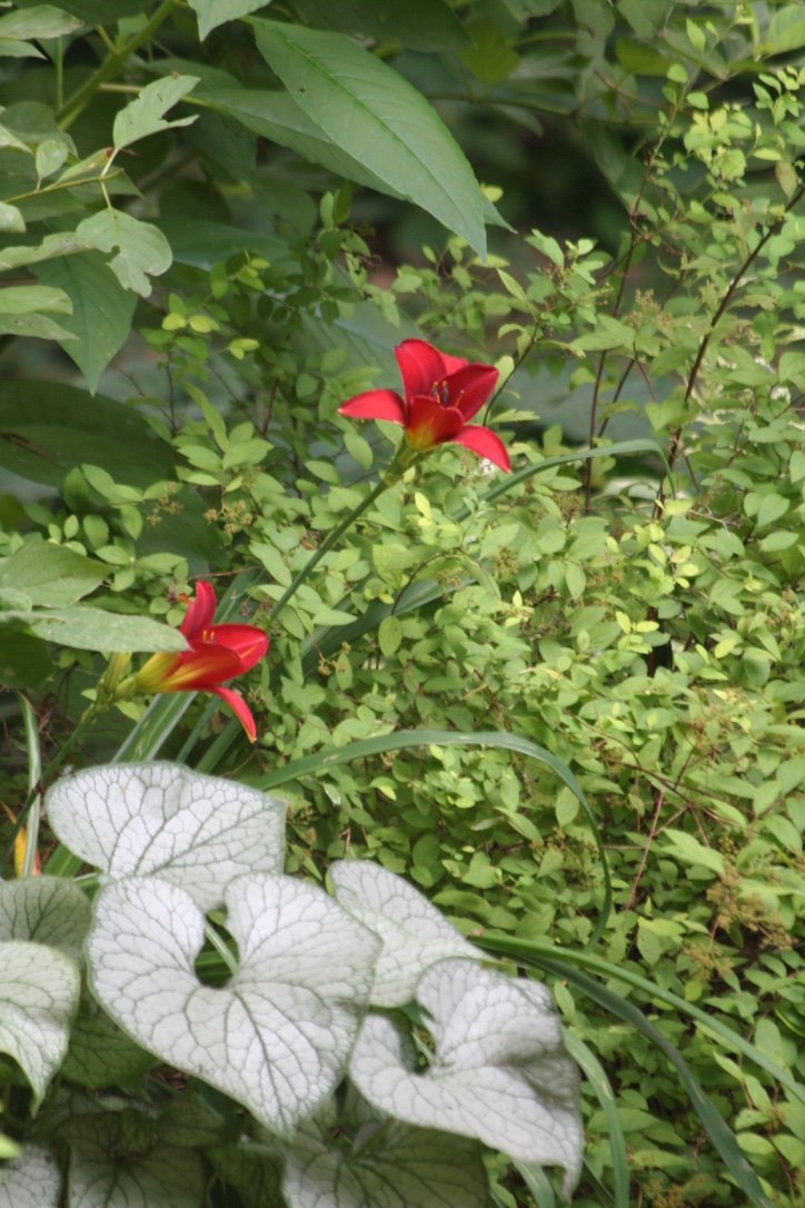 Red dayliles growing among various green leaves and plants in a garden.