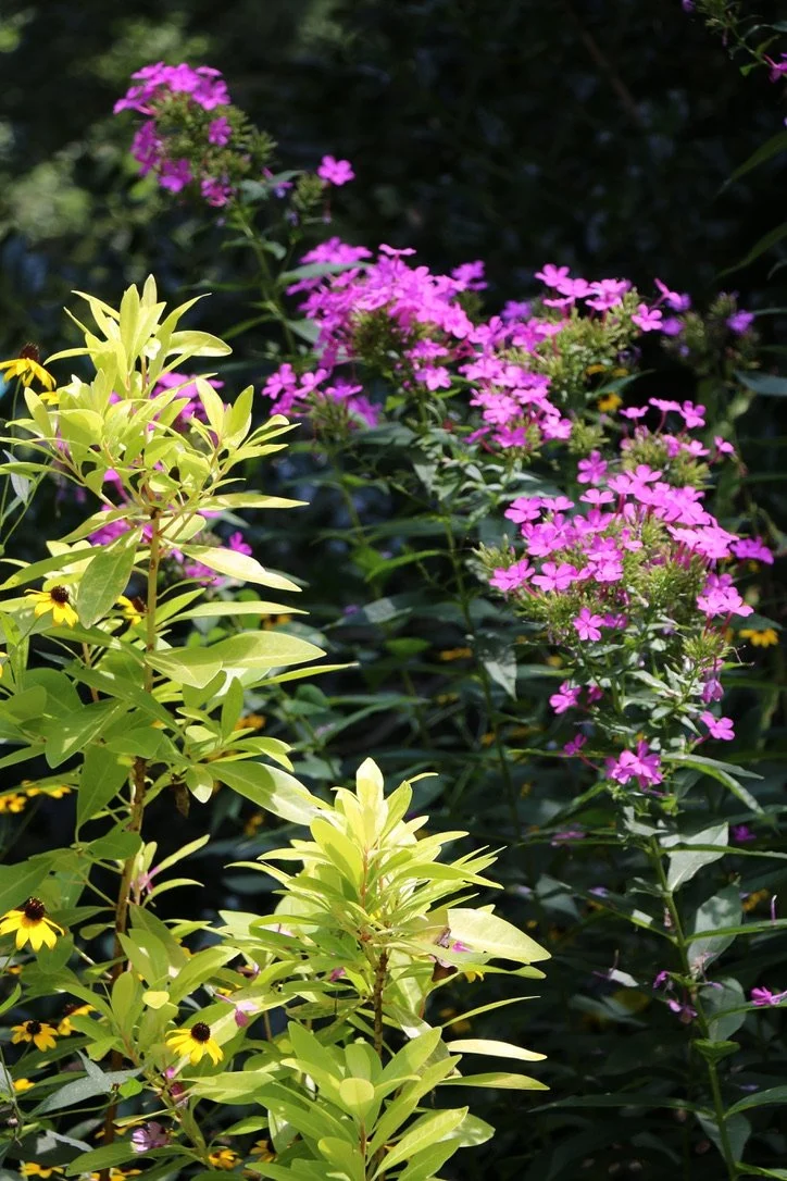 Close-up of various pink and yellow flowers with green leaves in a garden setting.