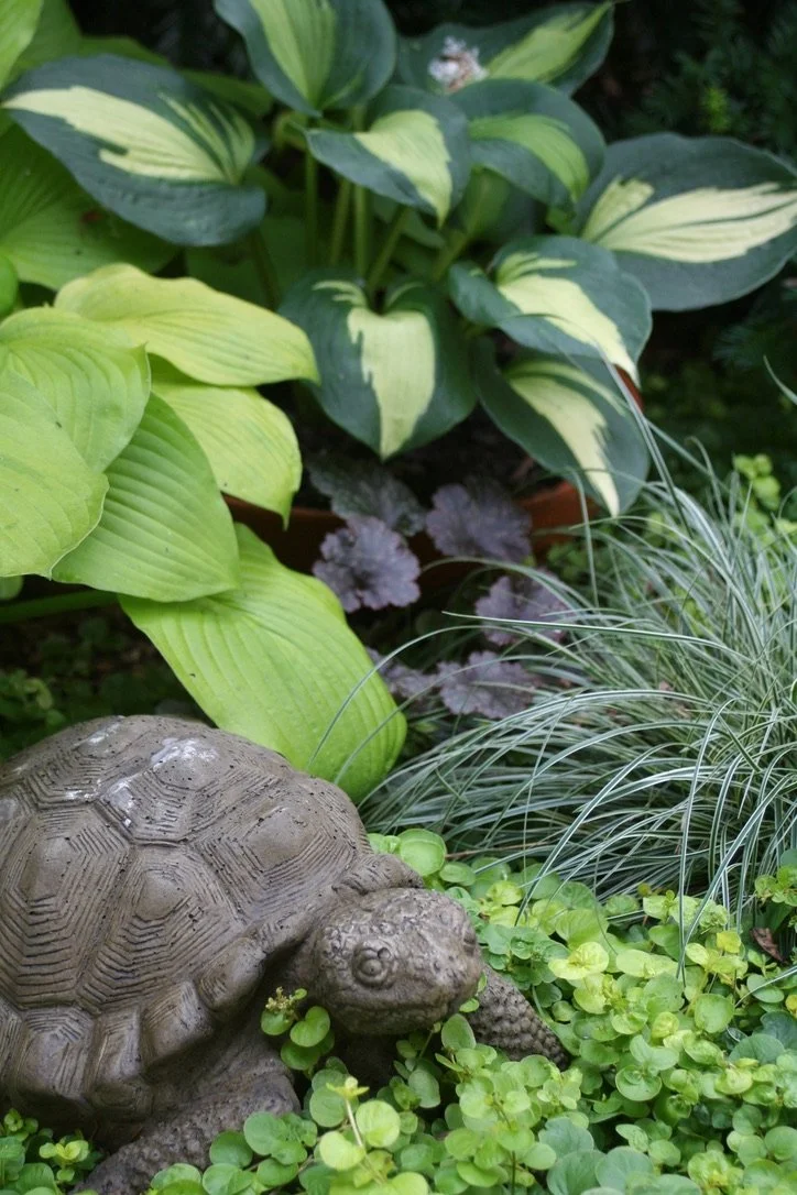 A garden scene with green and variegated leaves, a small turtle figurine among ground cover plants, and ornamental grass.