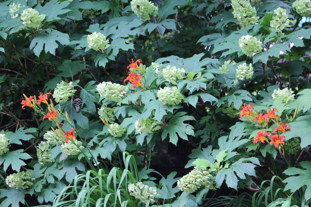 Green leafy plants with clusters of white flowers and orange-red flowers, some small dark cones on the leaves.