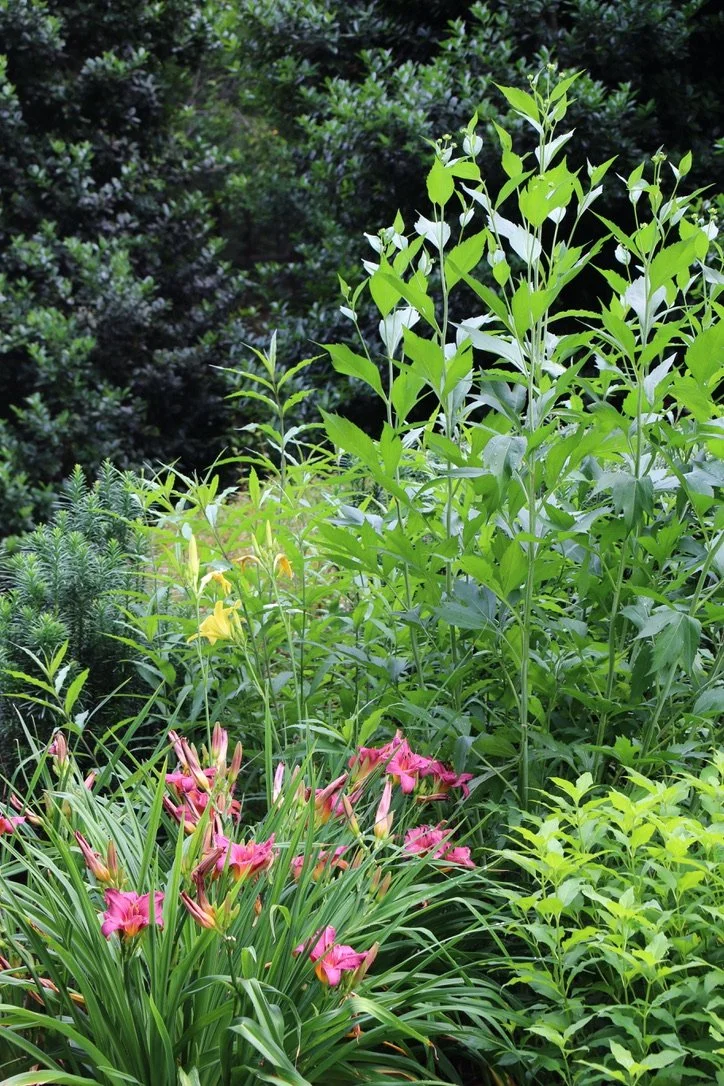 Lush green garden with pink dayliles and various green plants and shrubs.