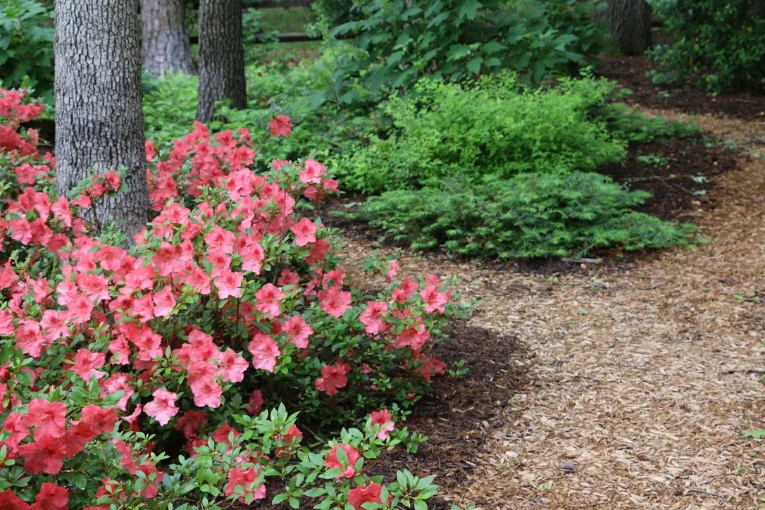 A garden path with blooming Azaleas on the left, next to trees with textured bark, and various green shrubs along the path in a lush, wooded setting.
