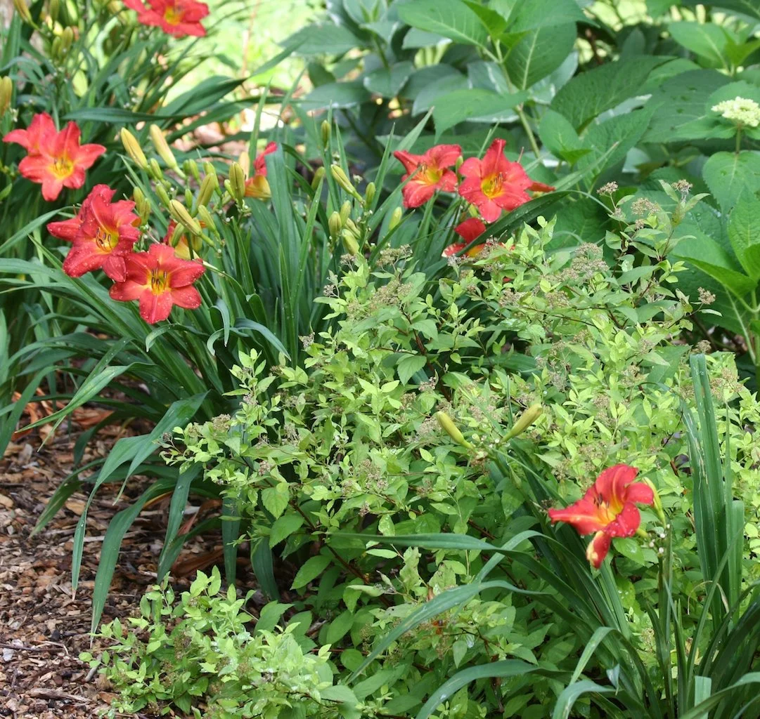Several red daylily flowers with yellow centers blooming among green foliage and tall grass in a garden.