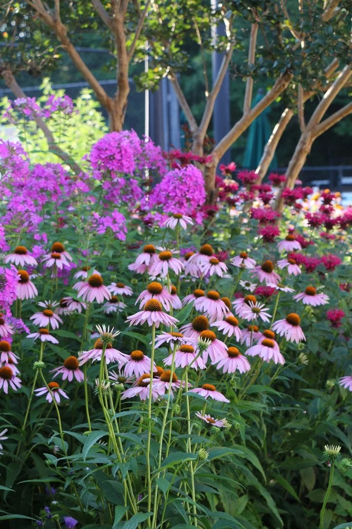 A garden with pink coneflowers and purple phlox under a tree with green foliage.