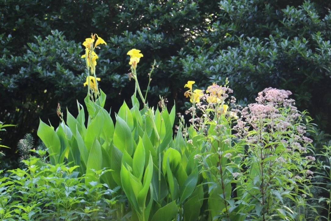 A garden with tall Cannas and green foliage, including a plant with light pink clusters of tiny flowers.