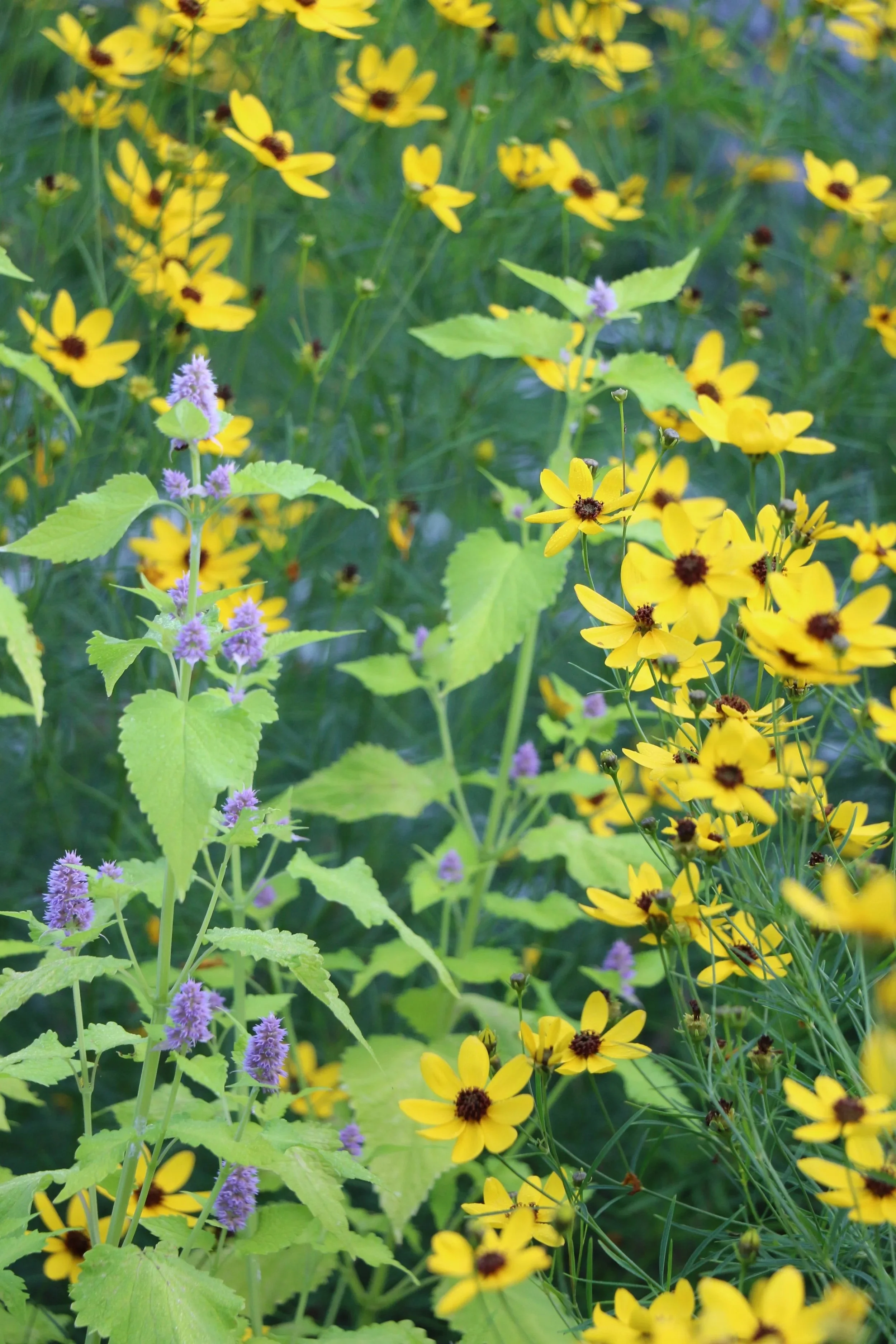 Yellow flowers with dark centers and purple flowers with green leaves.