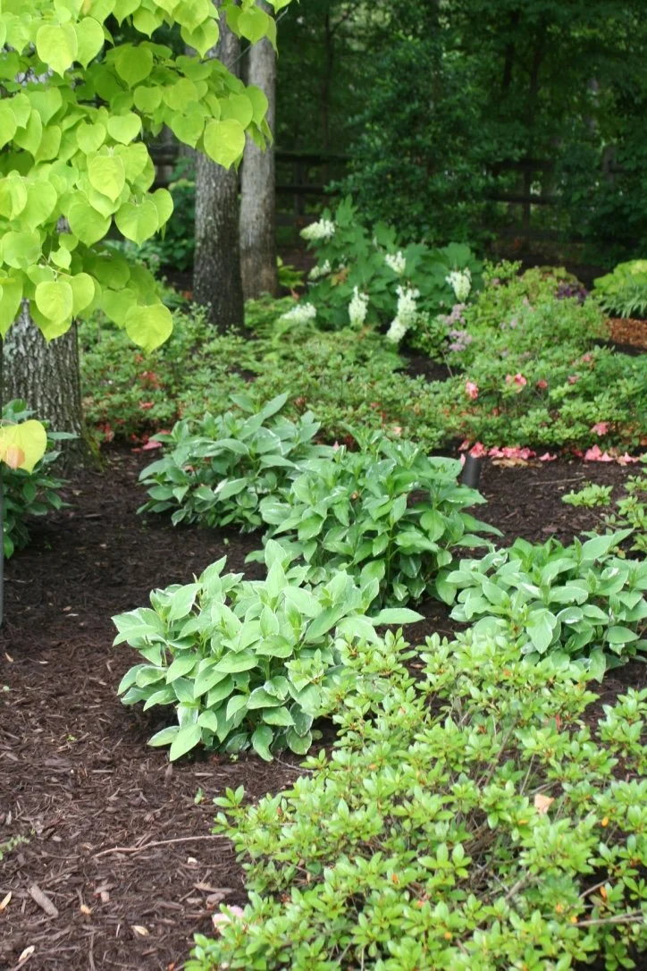 Lush garden with green leafy plants, trees, and flowering bushes, surrounded by dark mulch and a wooden fence in the background.