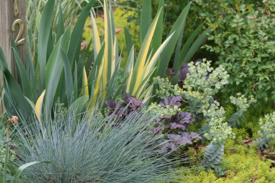 A garden with various green plants, including tall leafy plants with yellow edges, purple-leafed plants, and low, dense green foliage.