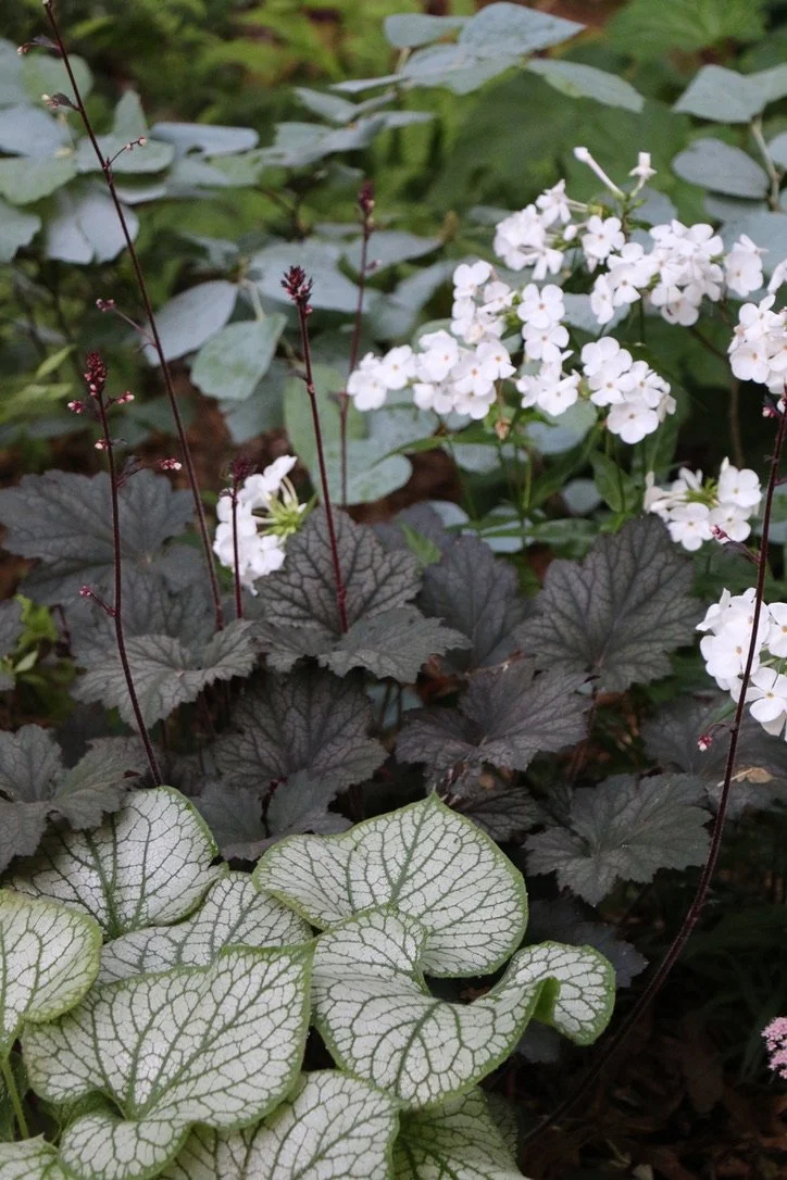 Close-up of various plants with dark green, light green, and white-veined leaves and clusters of small white flowers.