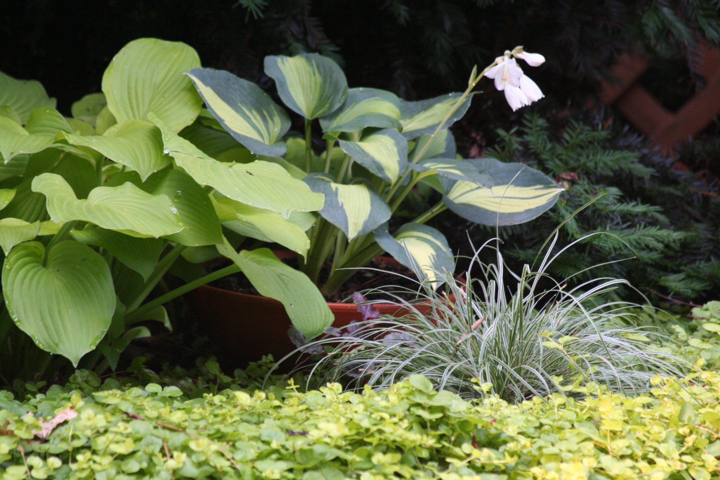 A garden with various green plants, including hostas with large, pleated leaves, variegated leaves, and a patch of ground cover plants.