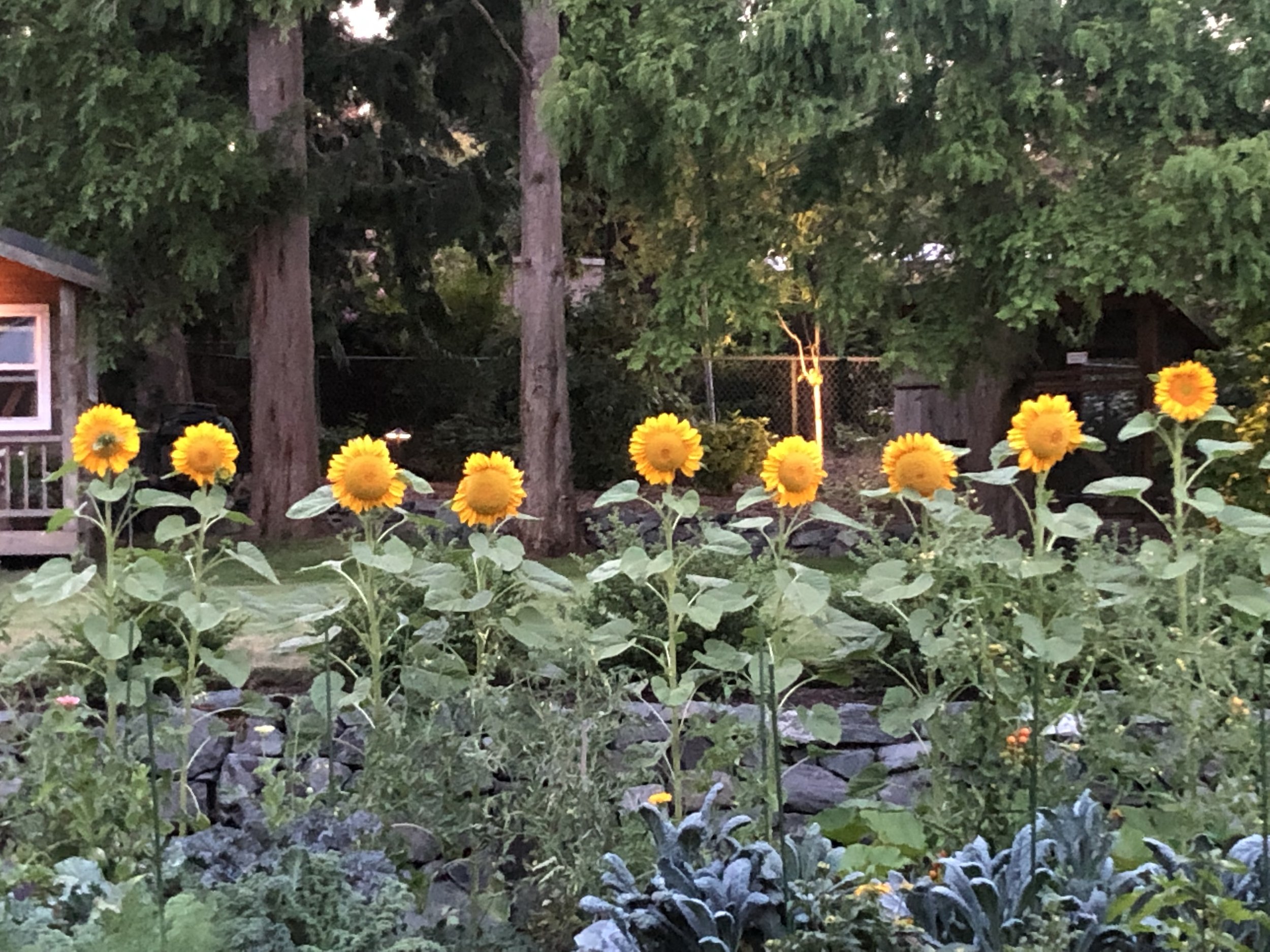 IMG_4417.jpeg