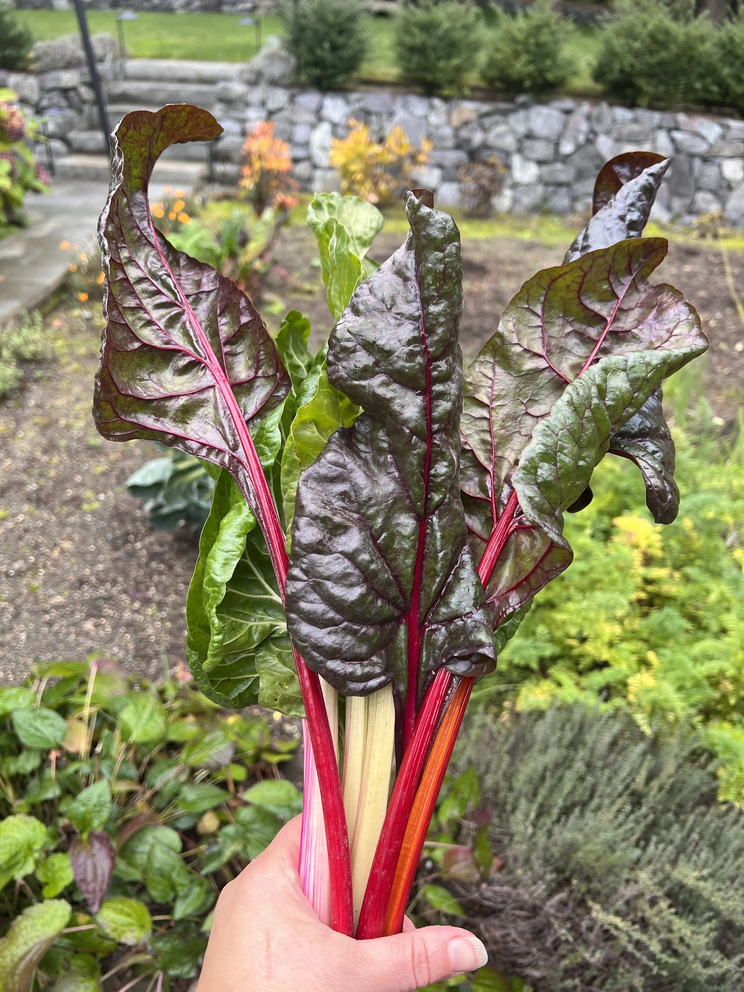 Garden: Intro to Summer Vegetable Gardening