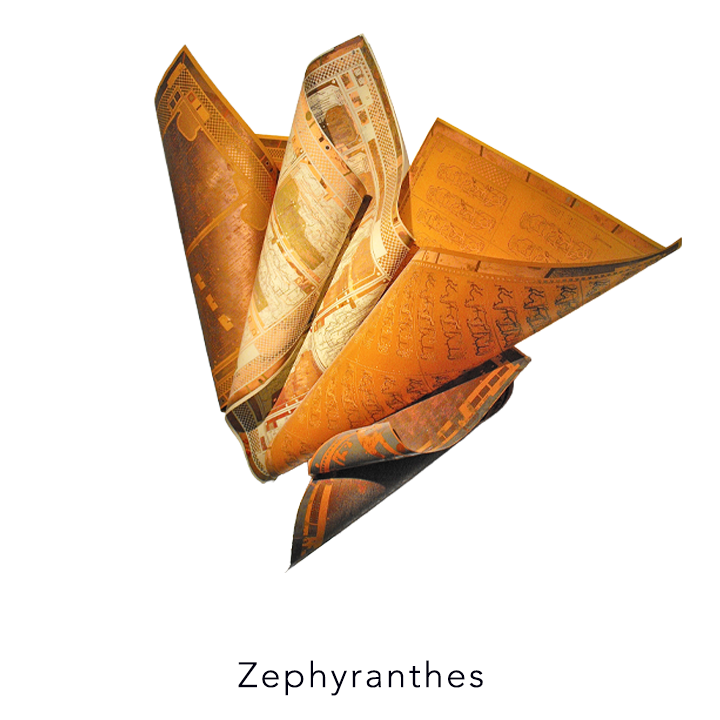 Zephyranthes-Jena-Priebe-Mixed-Media.png