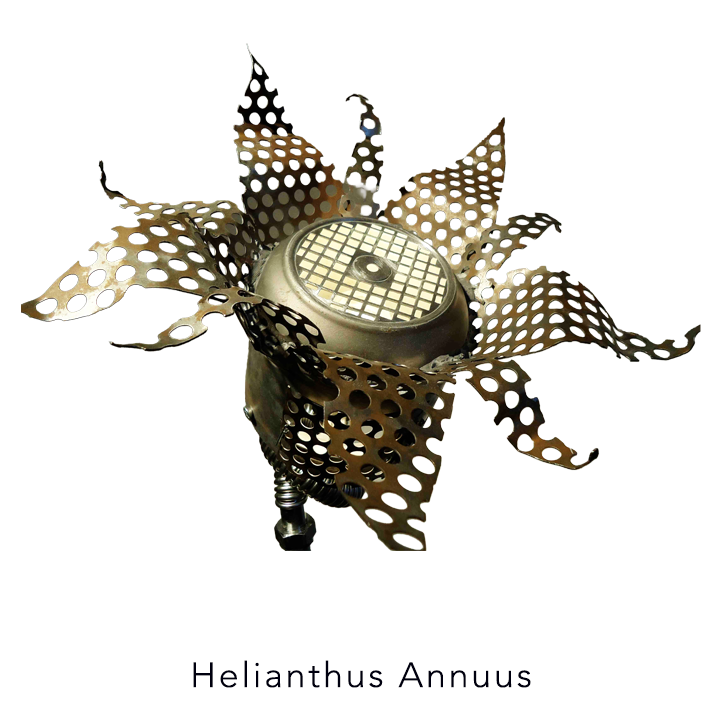 Helianthus-Annuus-Jena-Priebe.png