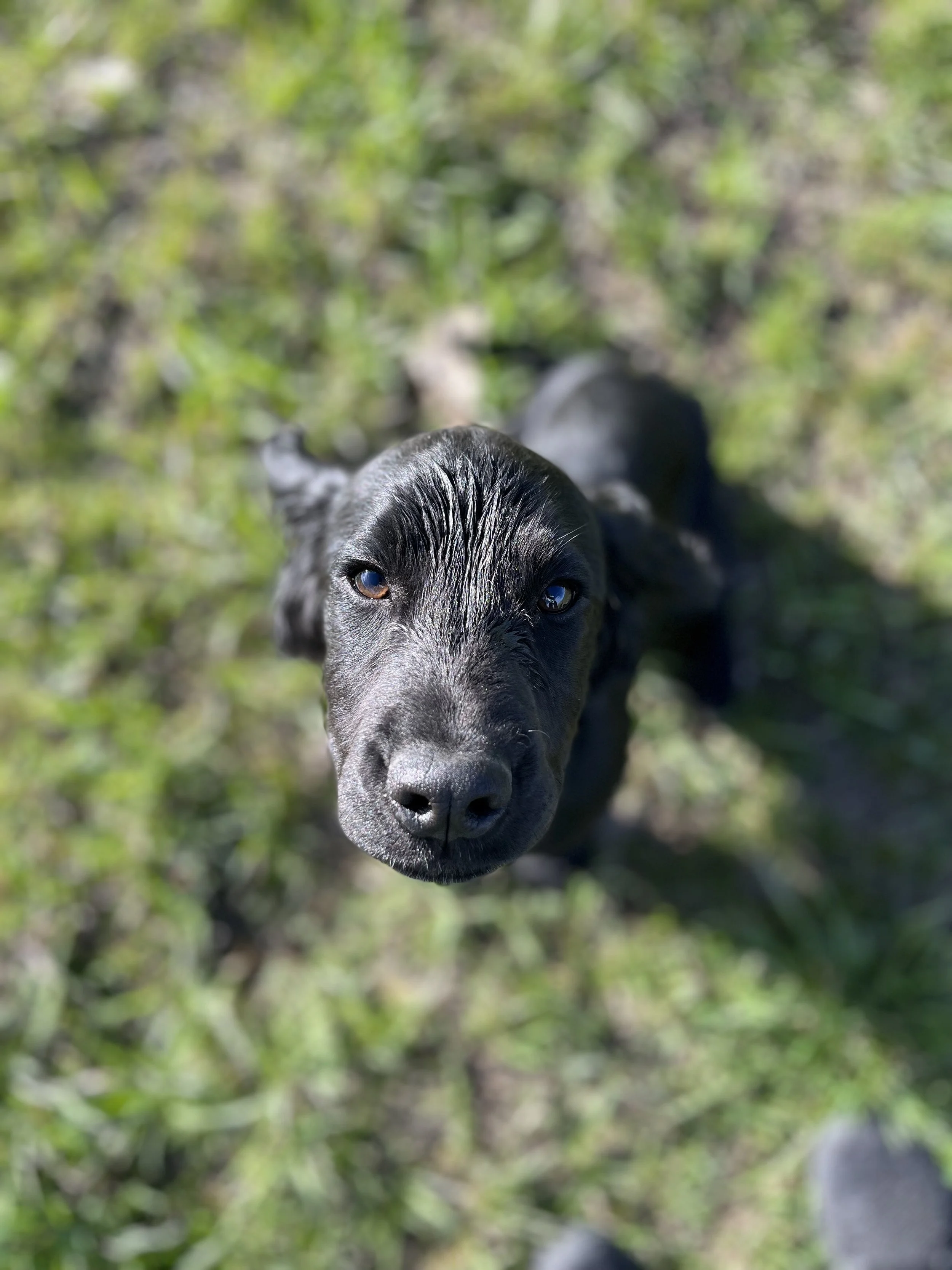 A Tribute to Groot…