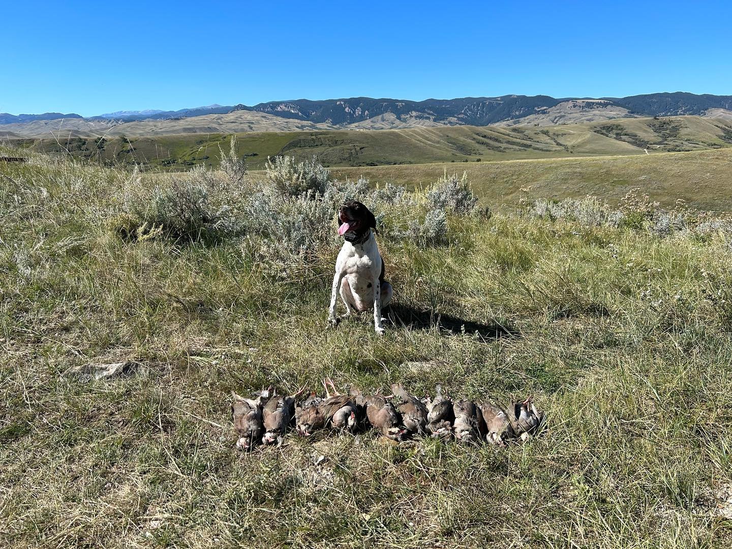 Chukar Hunt 10 Chukar-Self Guided