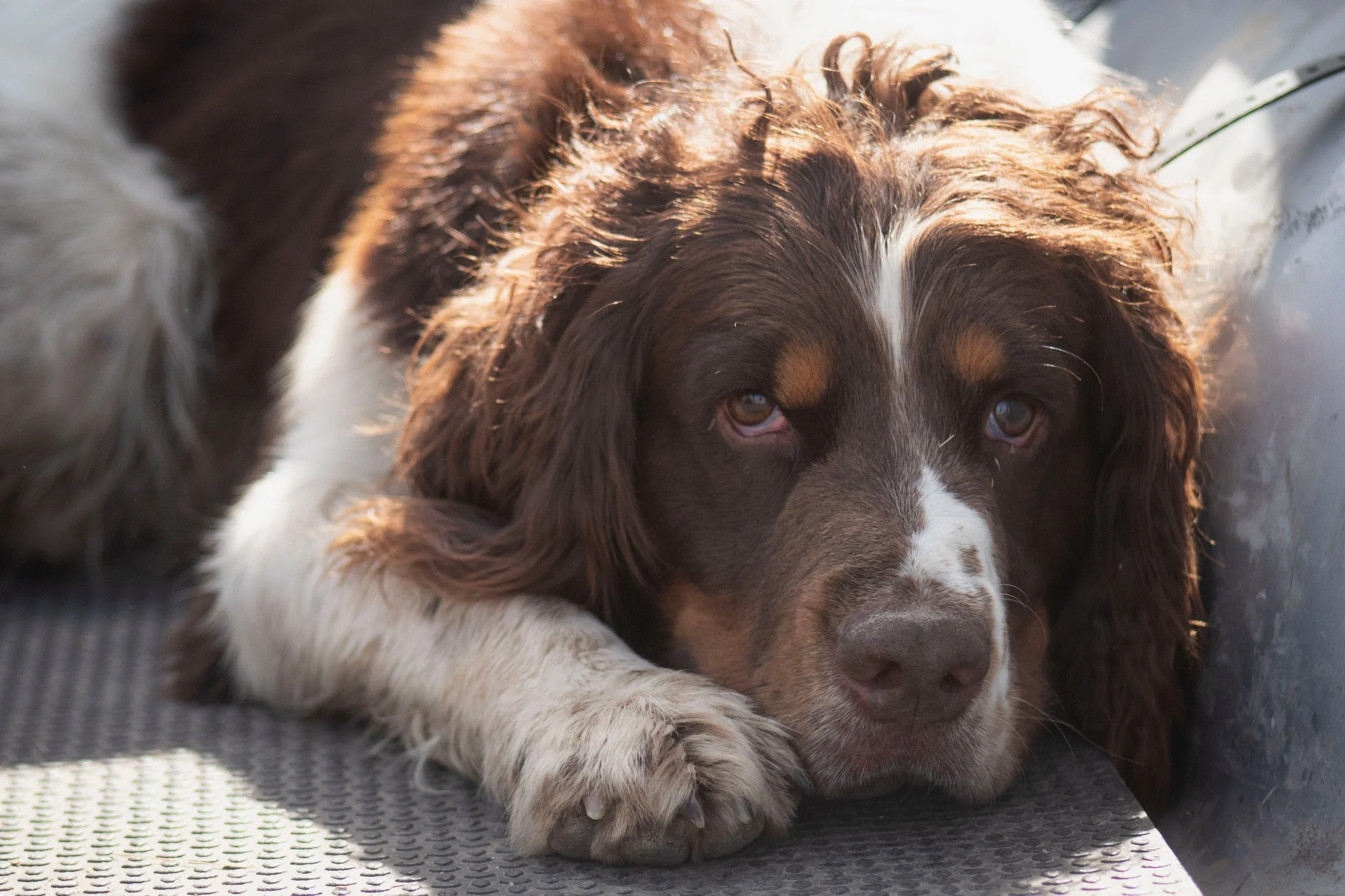 2025 Bird Camp_Copper.jpeg