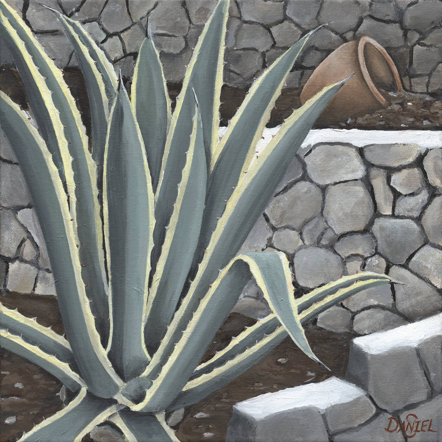 Variegated Century Plant, 2024