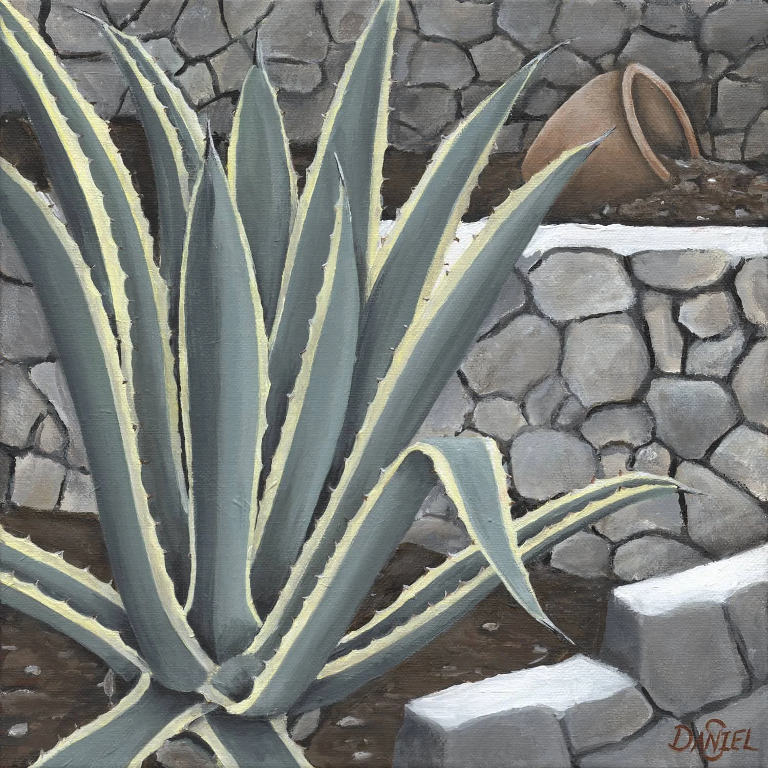 Variegated Century Plant.jpg